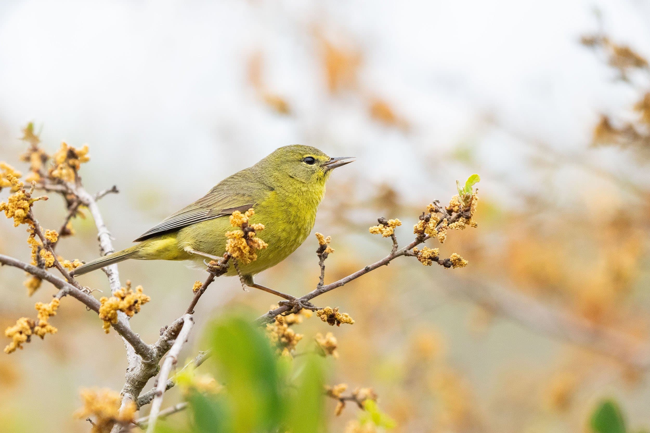 a yellow bird on a branch