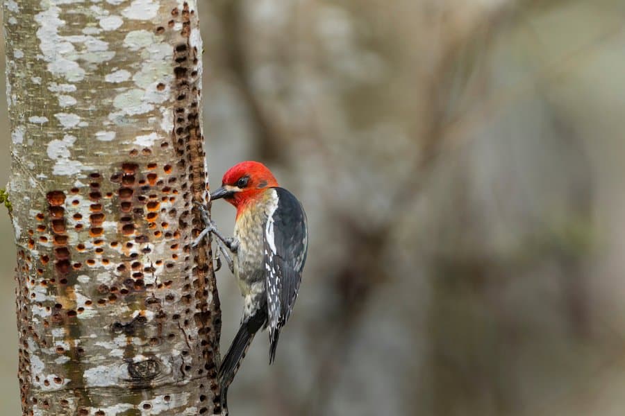 PNW Birds Red Breasted Sapsucker.jpg