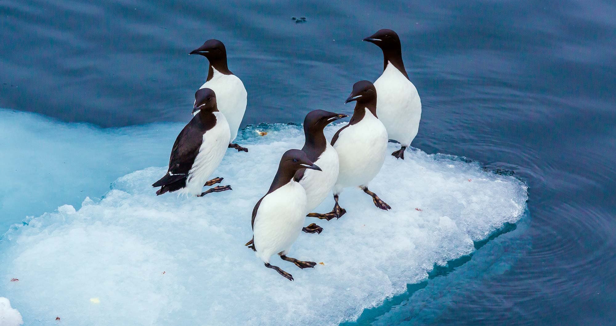 Michael S Nolan_Murre_AR350.jpg