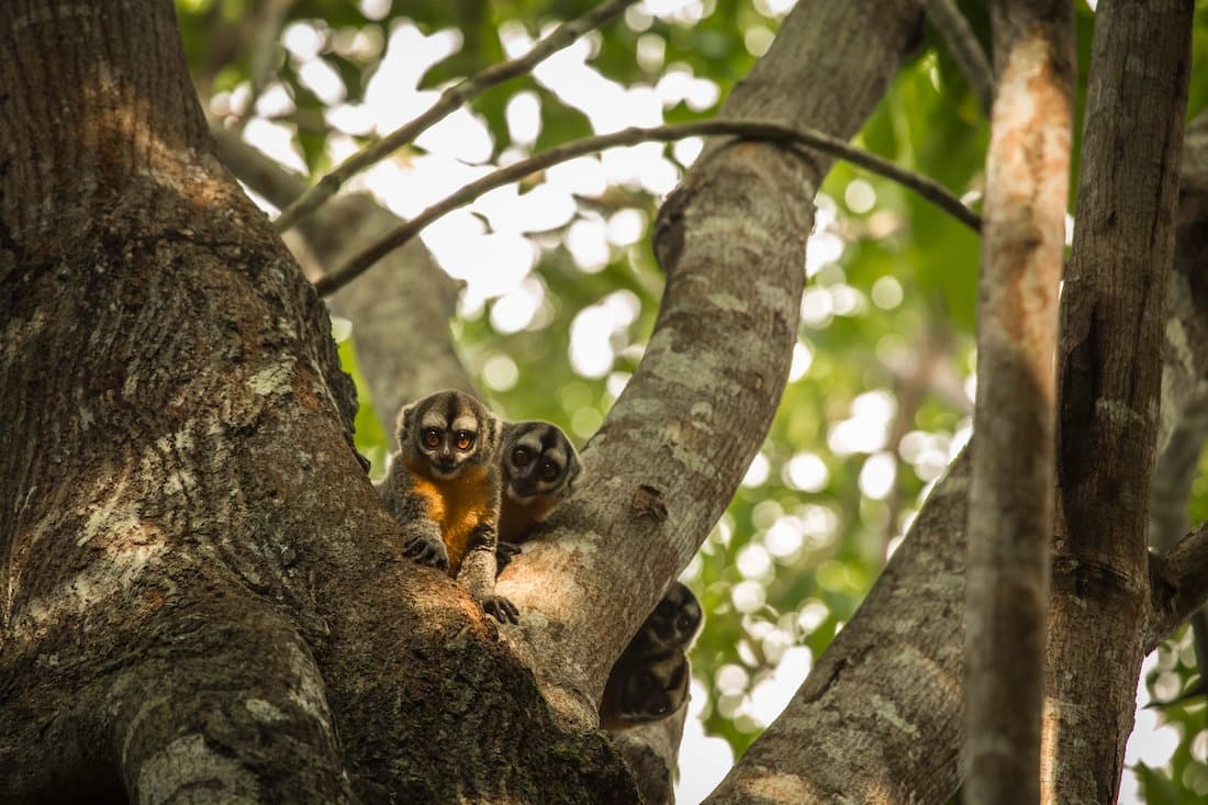 Monkeys in a tree in the Amazon