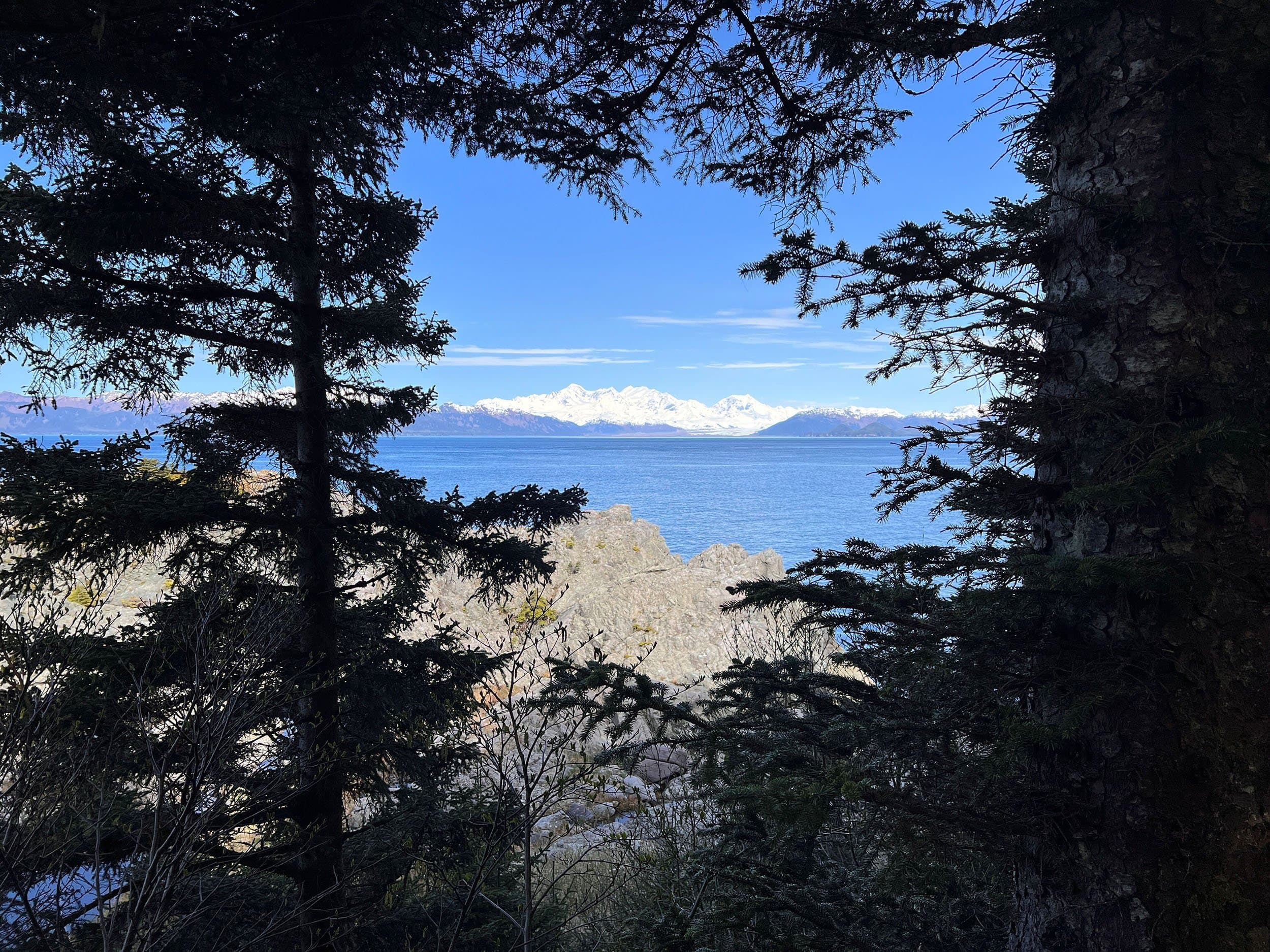 white mountains visible through a frame of silhouetted tree branches