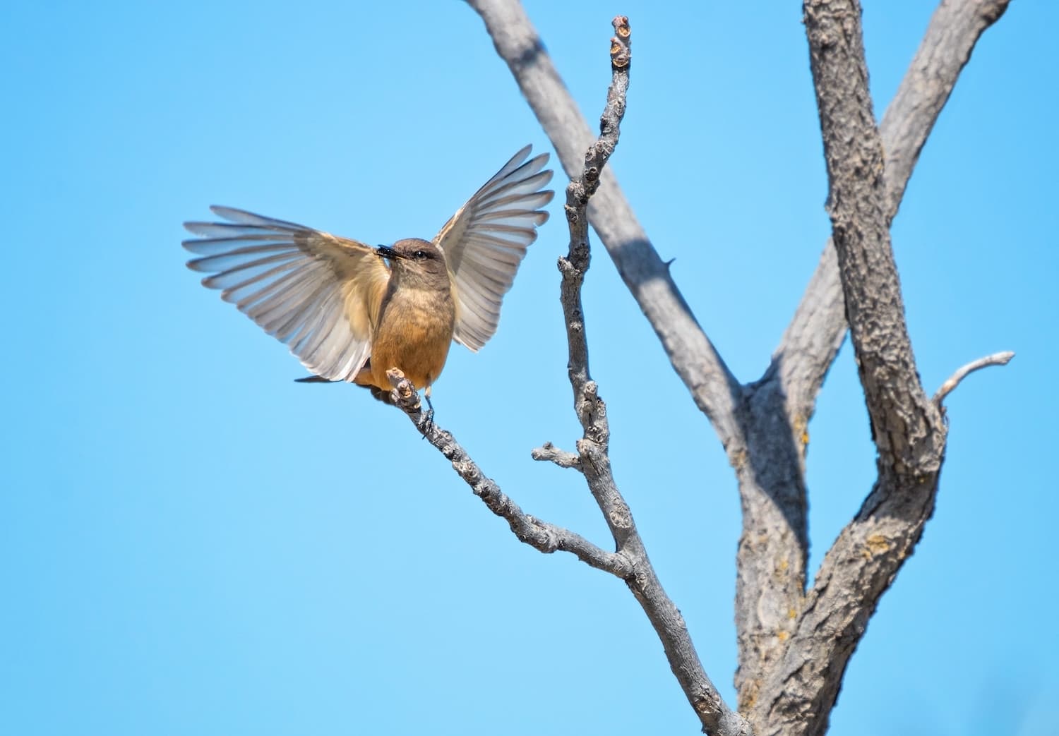 PNW Birds Says Phoebe.jpg