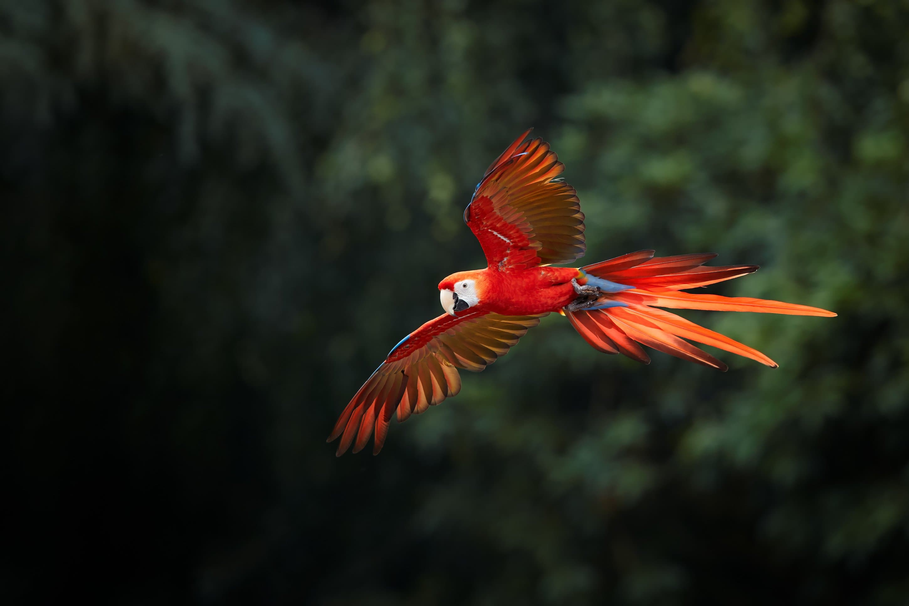 Scarlet Macaw soars through the Amazon