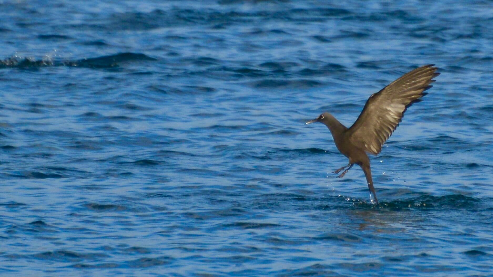 a brown bird takes off from the water