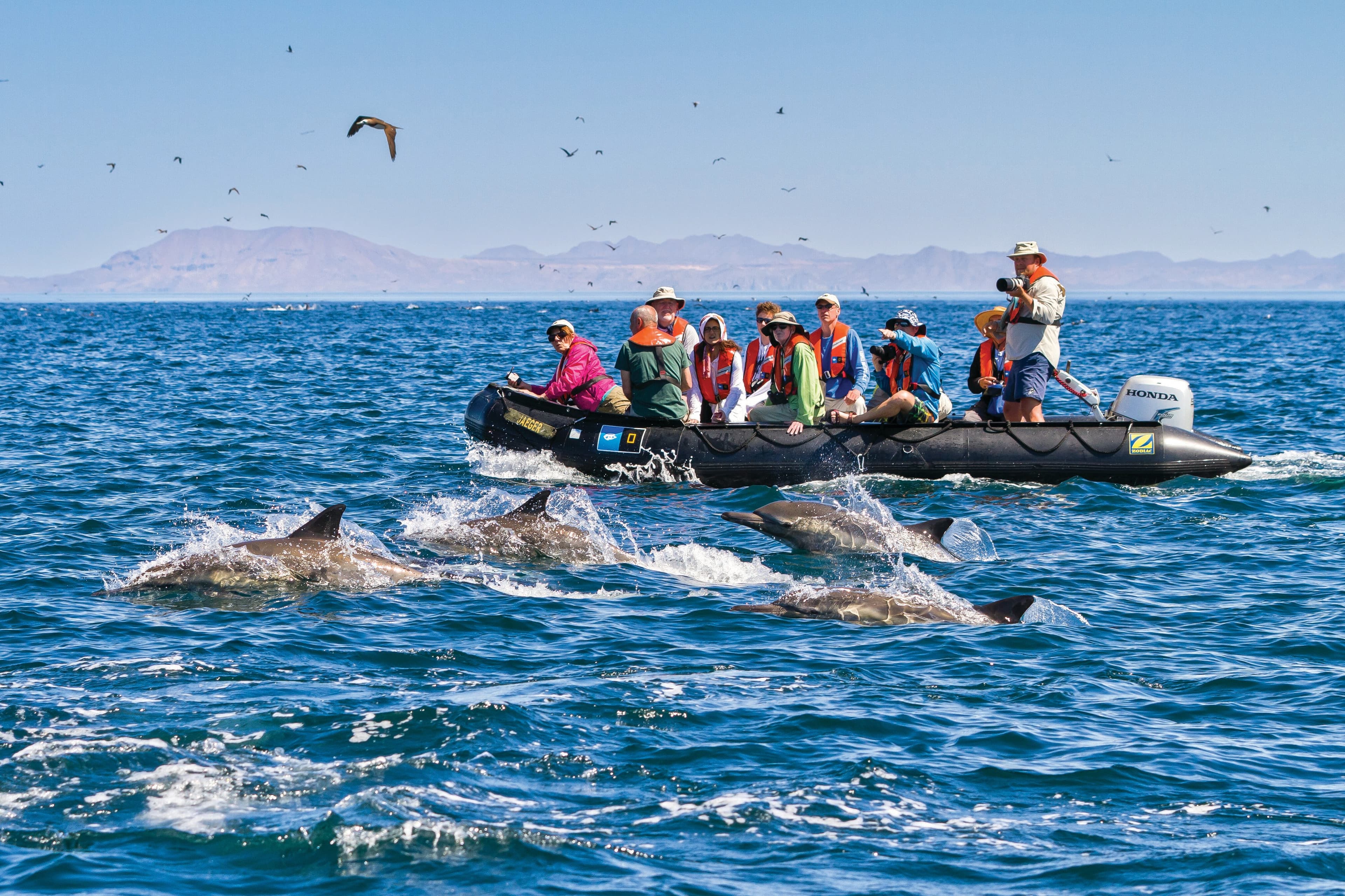 Guests exploring by zodiac spot long-beaked common dolphins swiming off Isla San Esteban in the Gulf of California, Mexico.