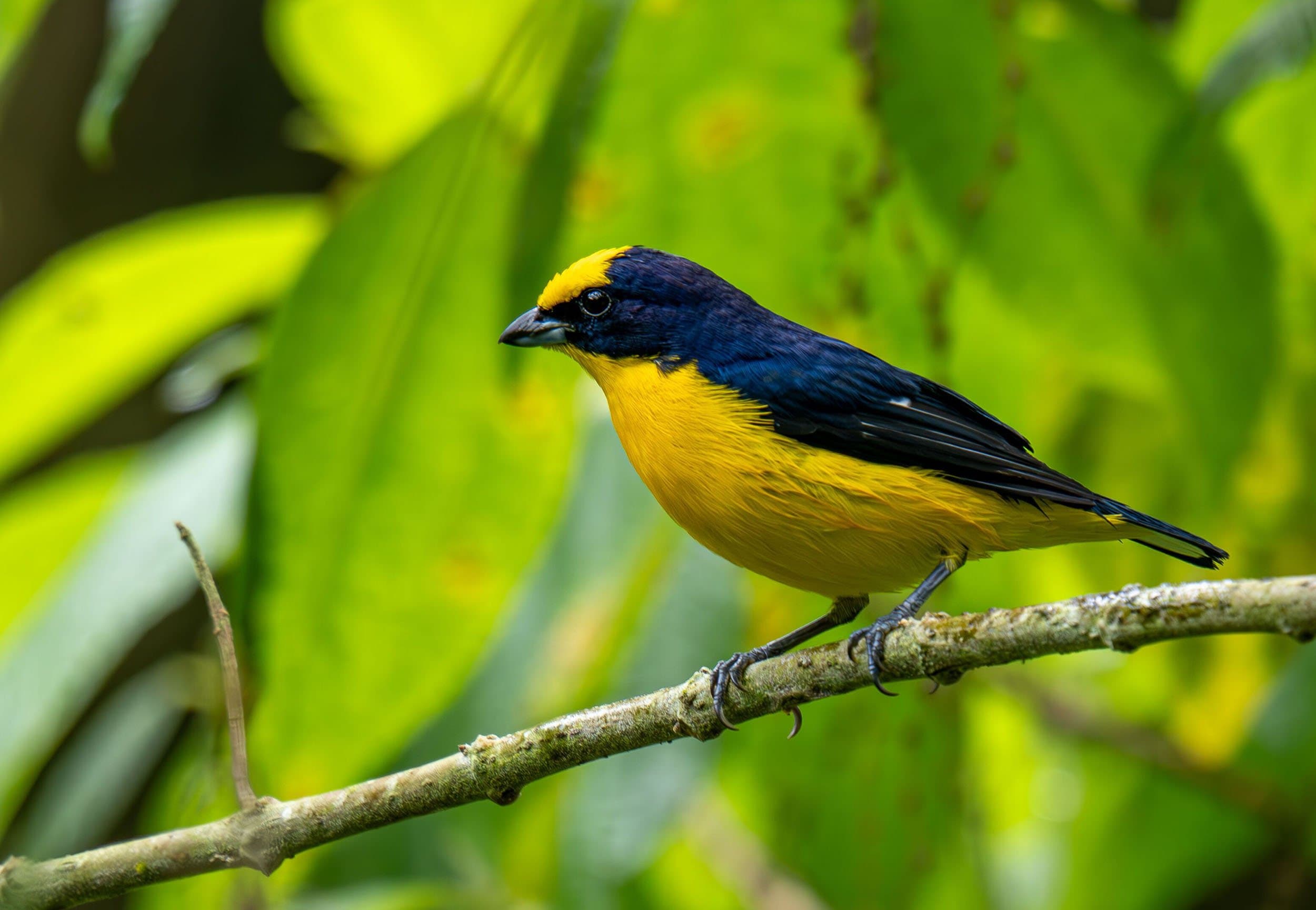 yellow and black bird