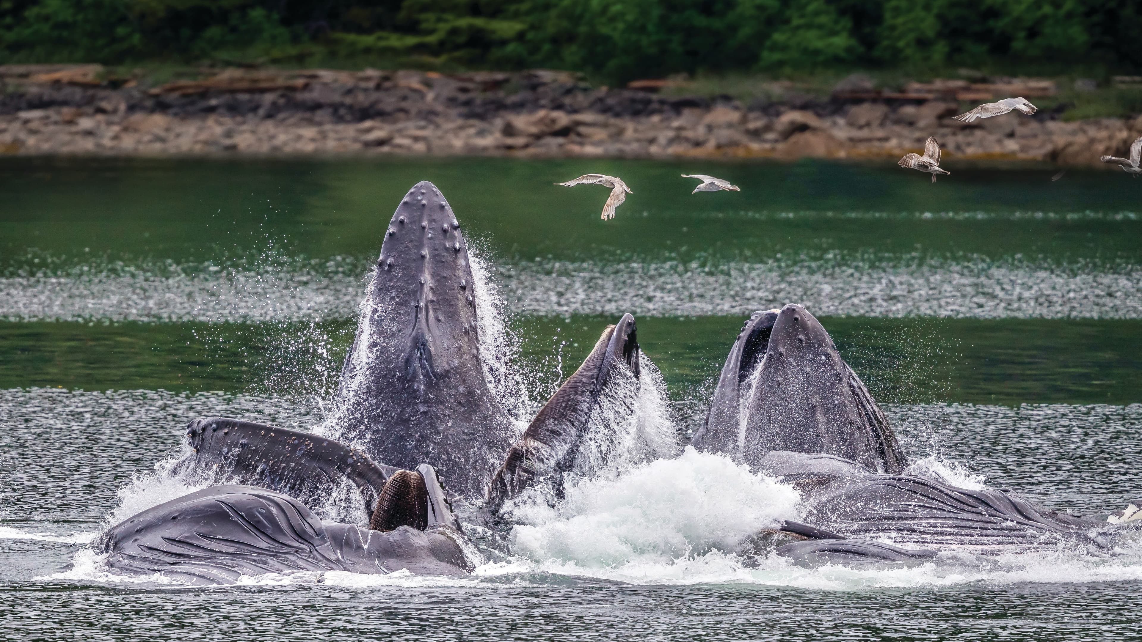 Large RGB-LEX-US Alaska Chichagof Island AK702.jpg