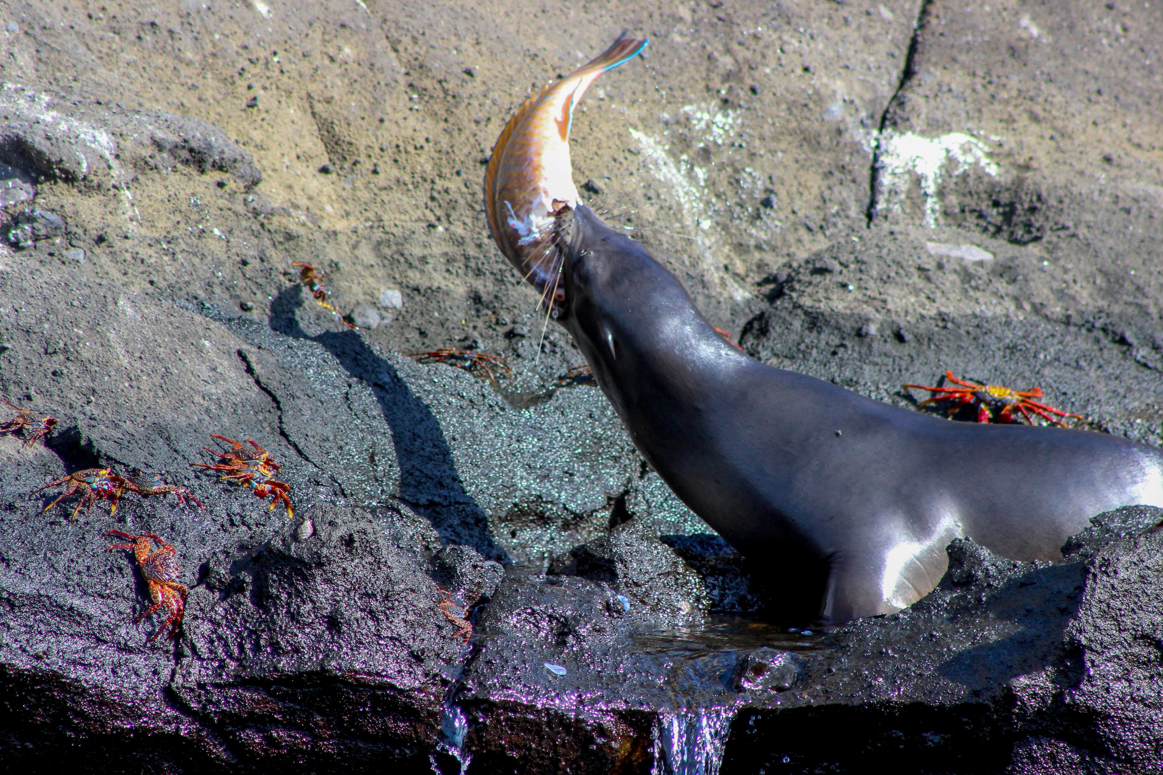 sea lion eating a fish