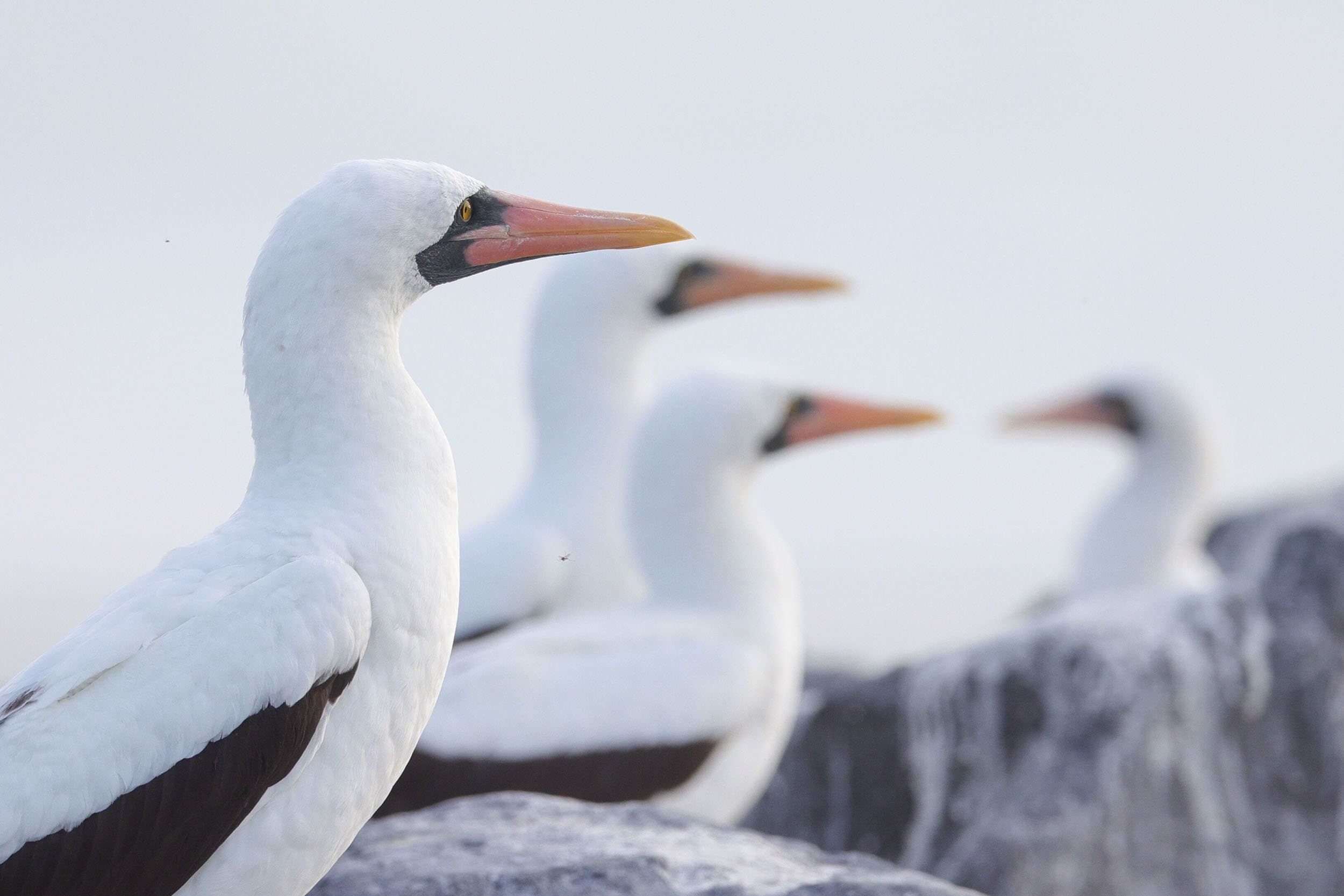 black and white birds standing in a line