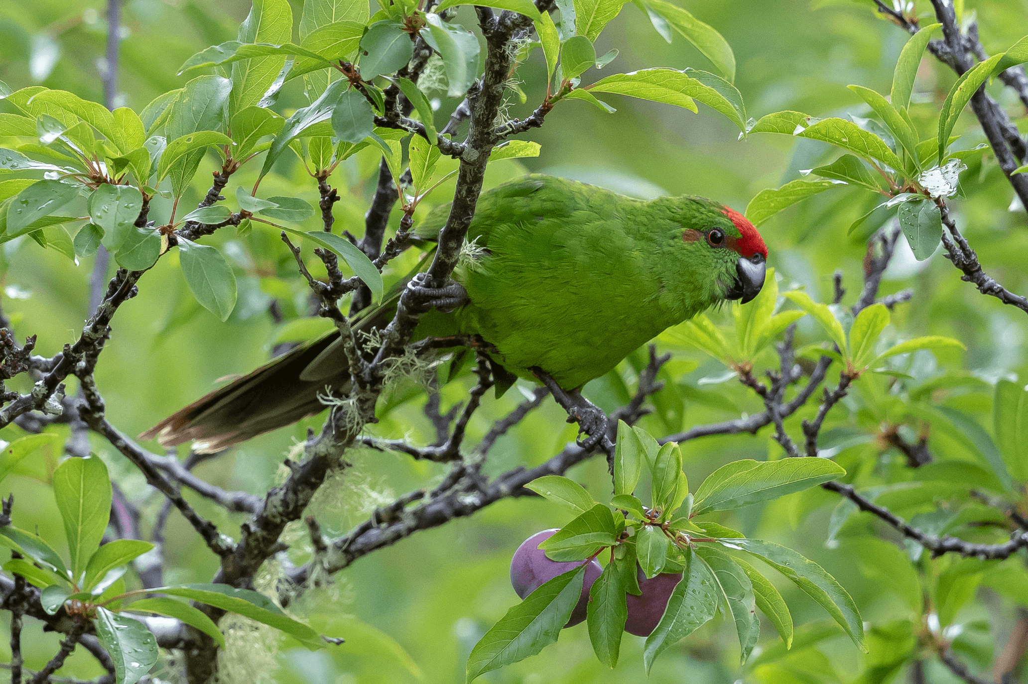 Norfolk Island Endemic Green Parrot.jpg