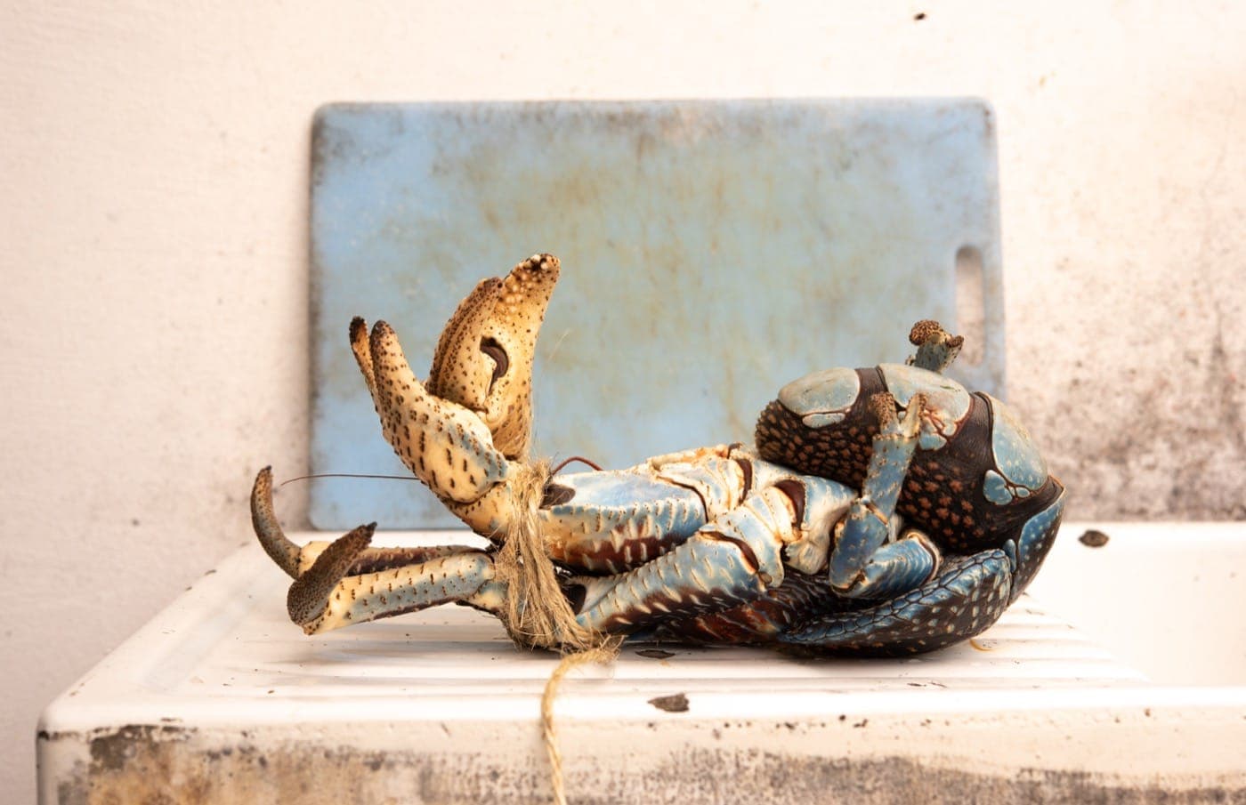 Hero Image EricGuth_MTN_Makatea-5.jpg