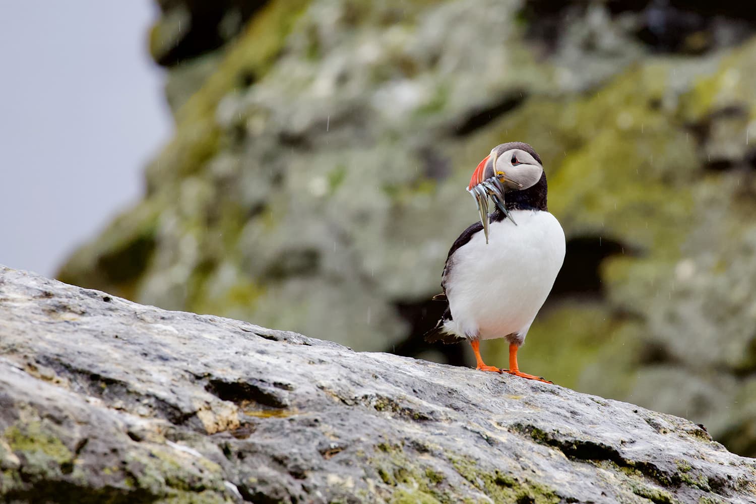 Iceland Vigur Island Westfjords 29