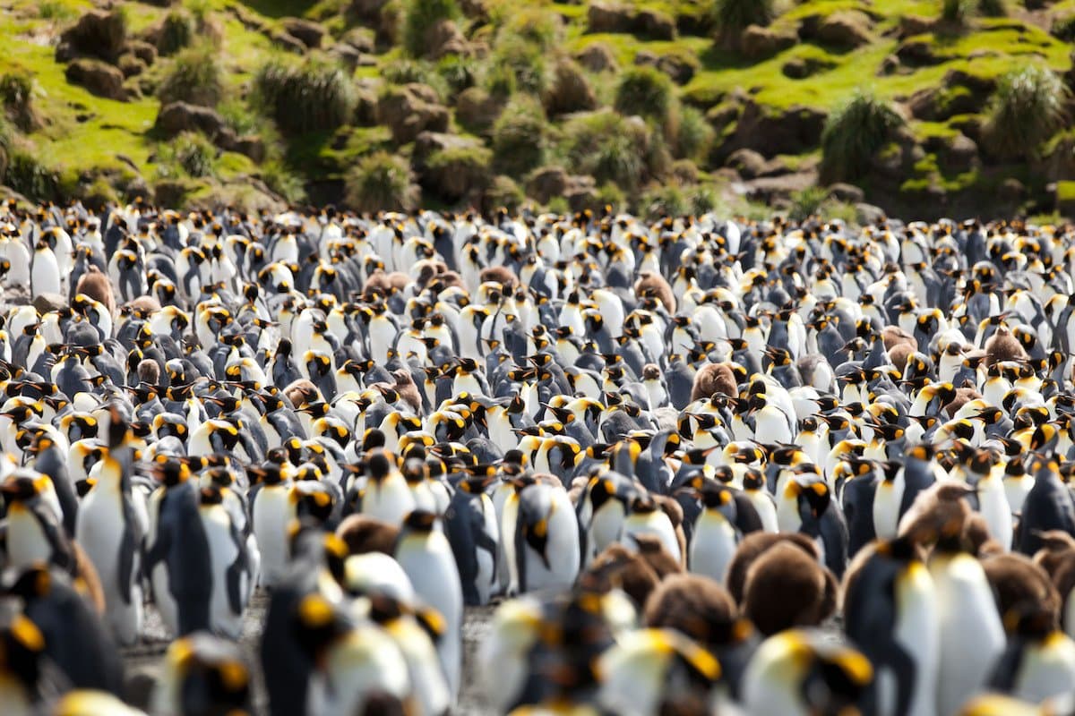 King Penguins Macquarie Island.jpg