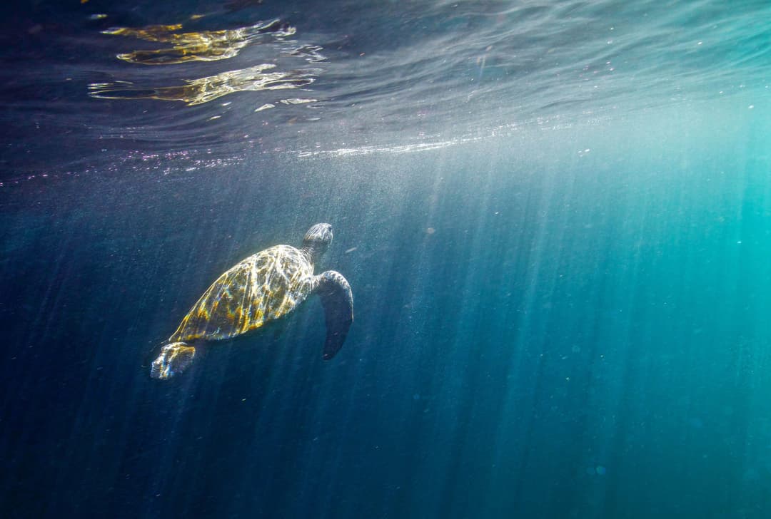 Commemorating a Historic Milestone in the Galapagos - Article