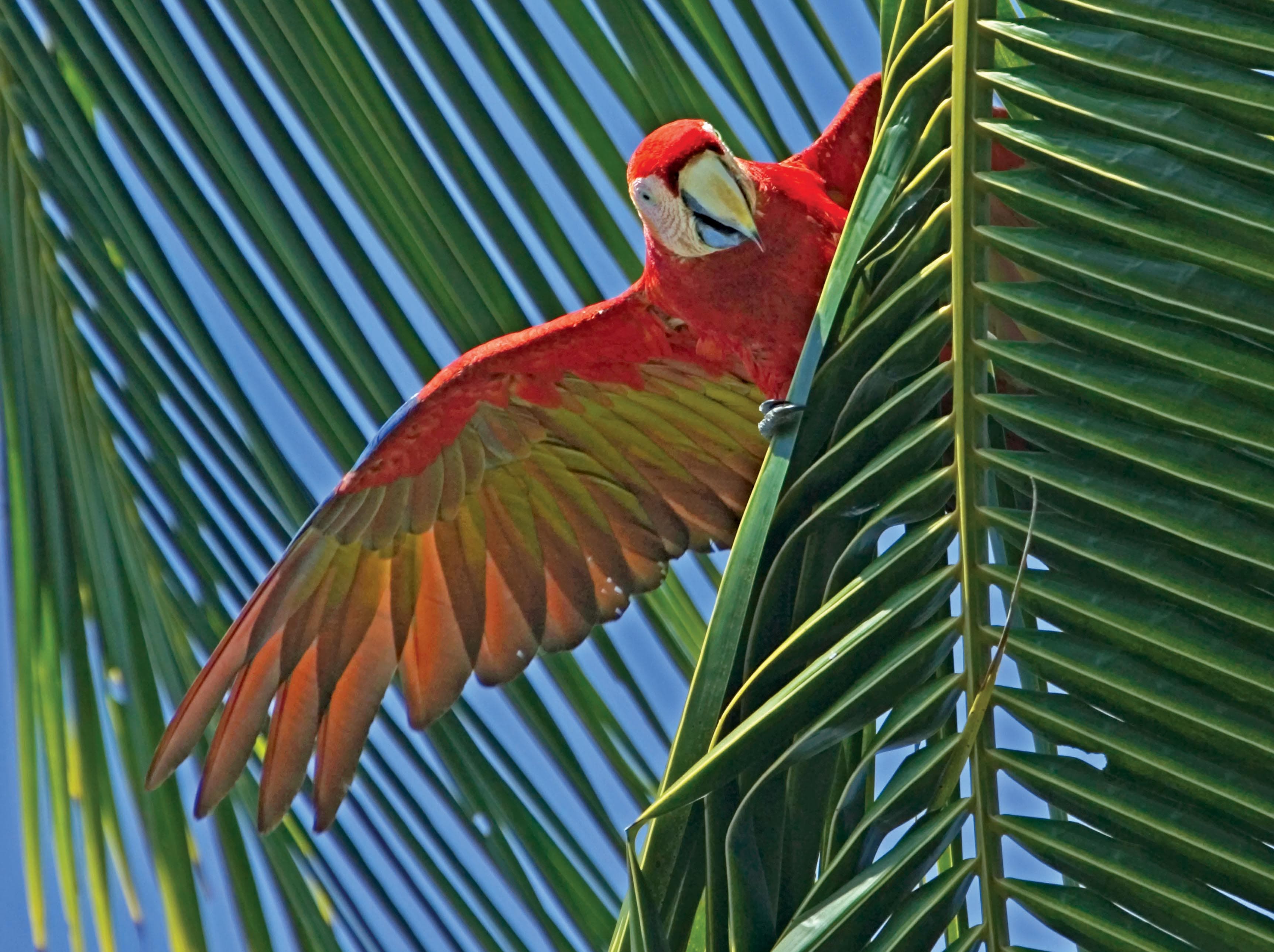 Ralph Lee Hopkins_Macaw_CA263.jpg