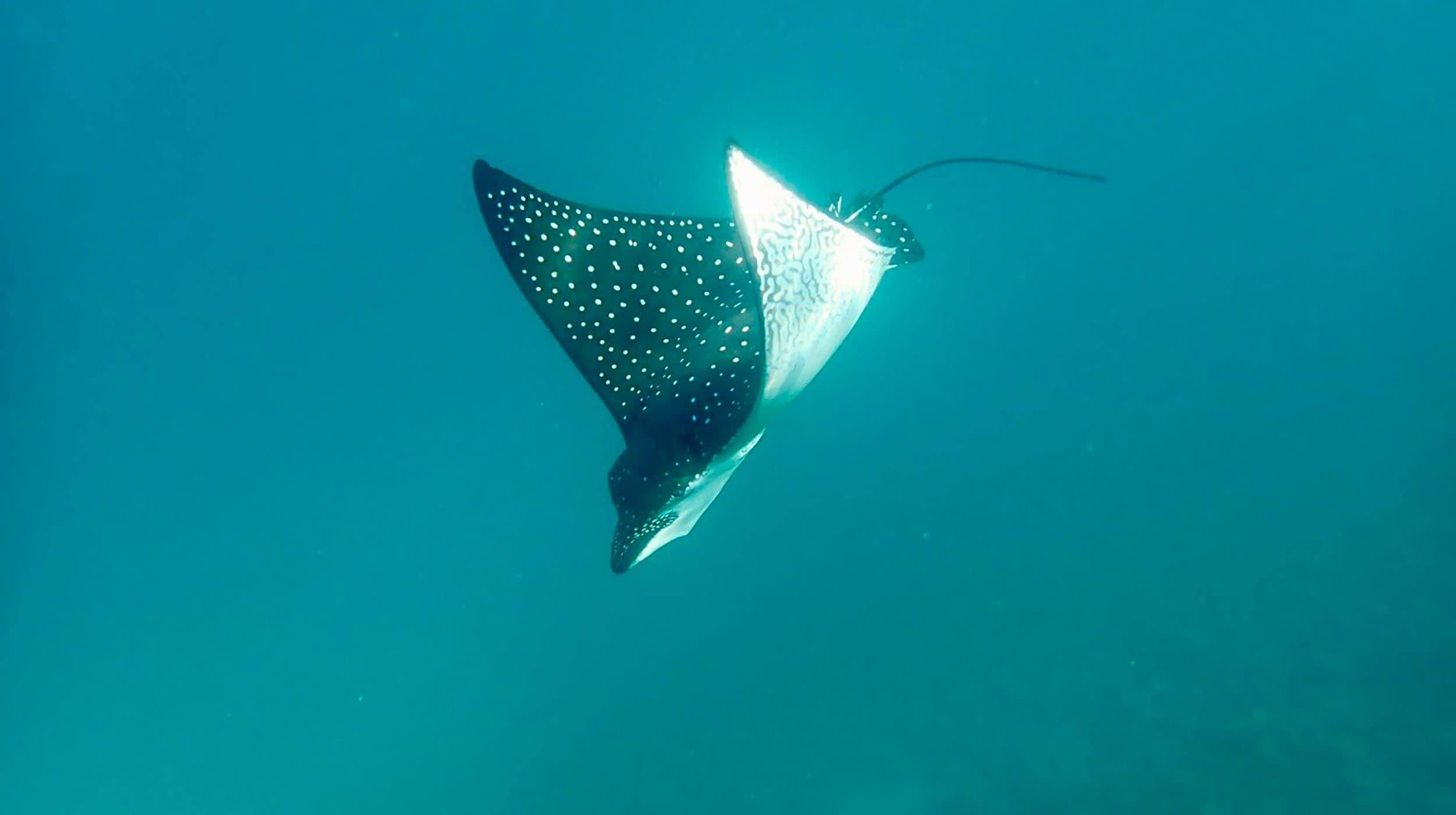 spotted eagle ray