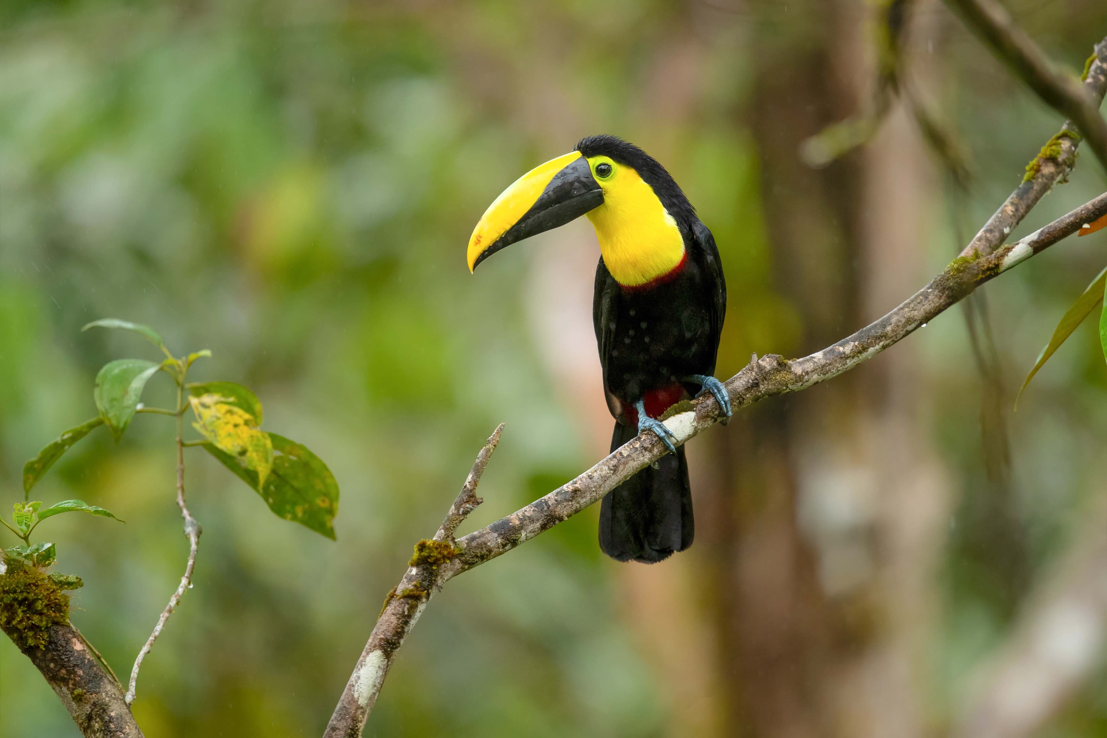 Choco toucan shutterstock_1632398275.jpg