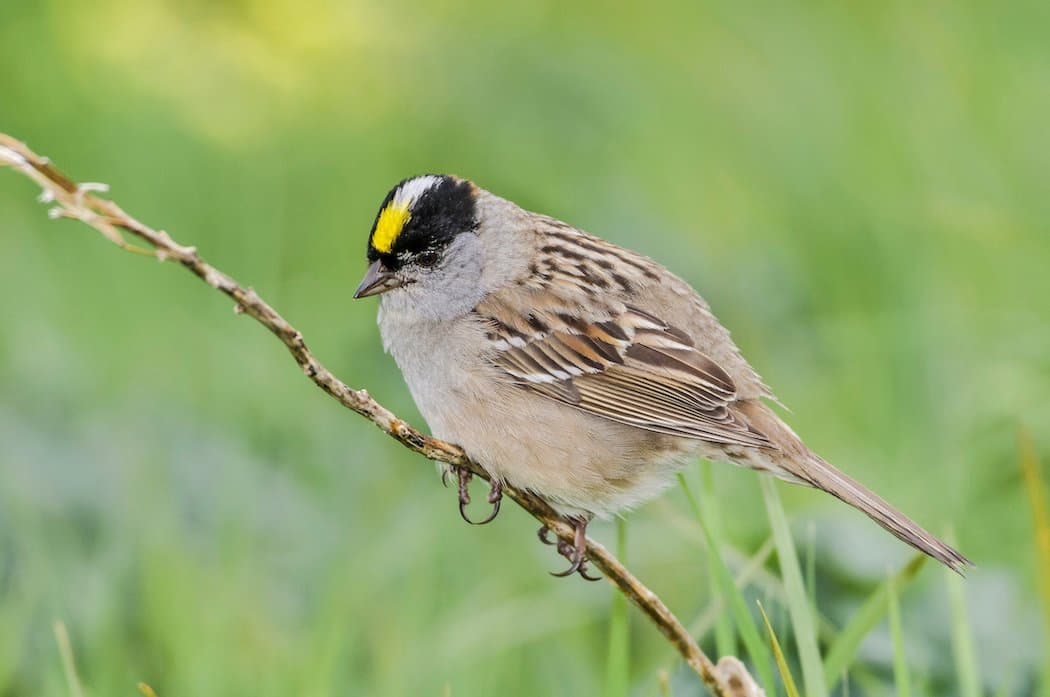 PNW BIrds Golden Crowned Sparrow.jpg