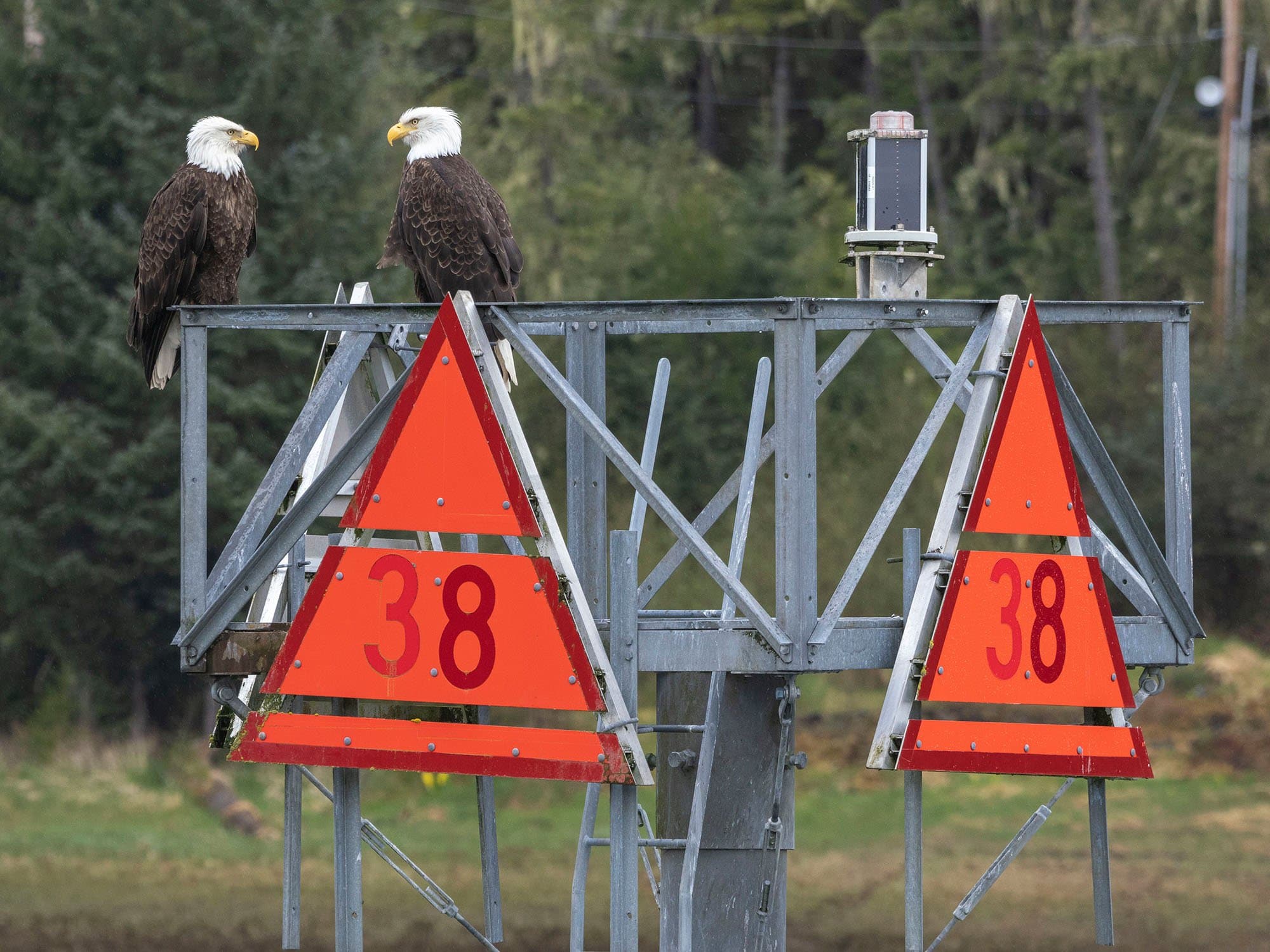 two bald eagles perched on top of bright orange triangular markers