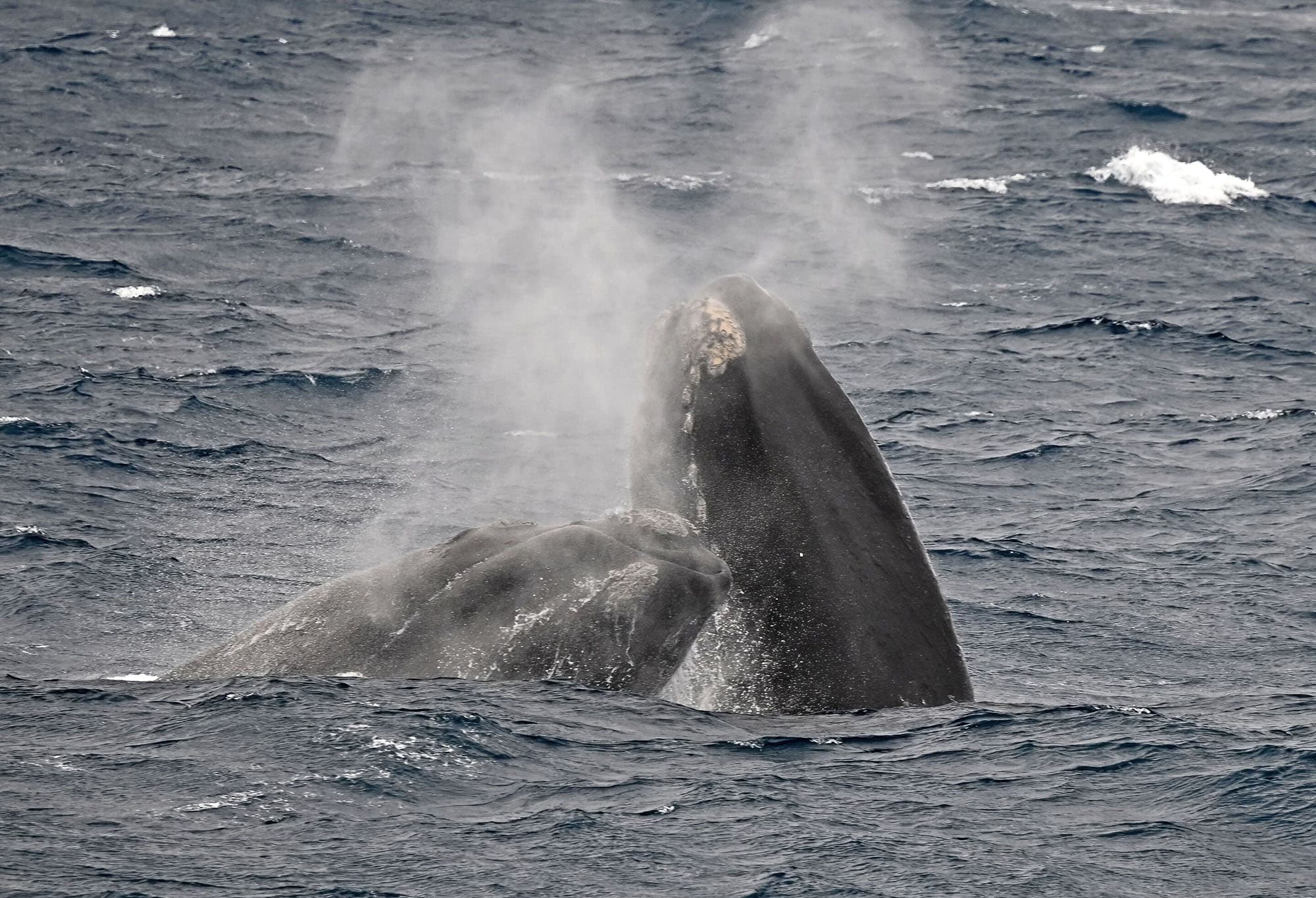 two southern right whales spyhopping
