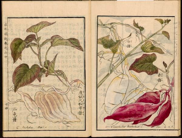 Leiden University Library - Seikei Zusetsu vol. 20, page 014