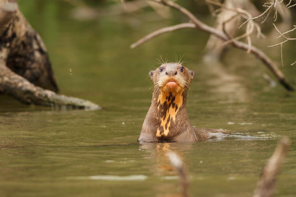 Giant river otter in the Amazon