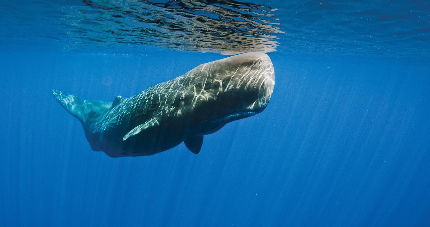 Portugal Azores Whale Shutterstock 103313360