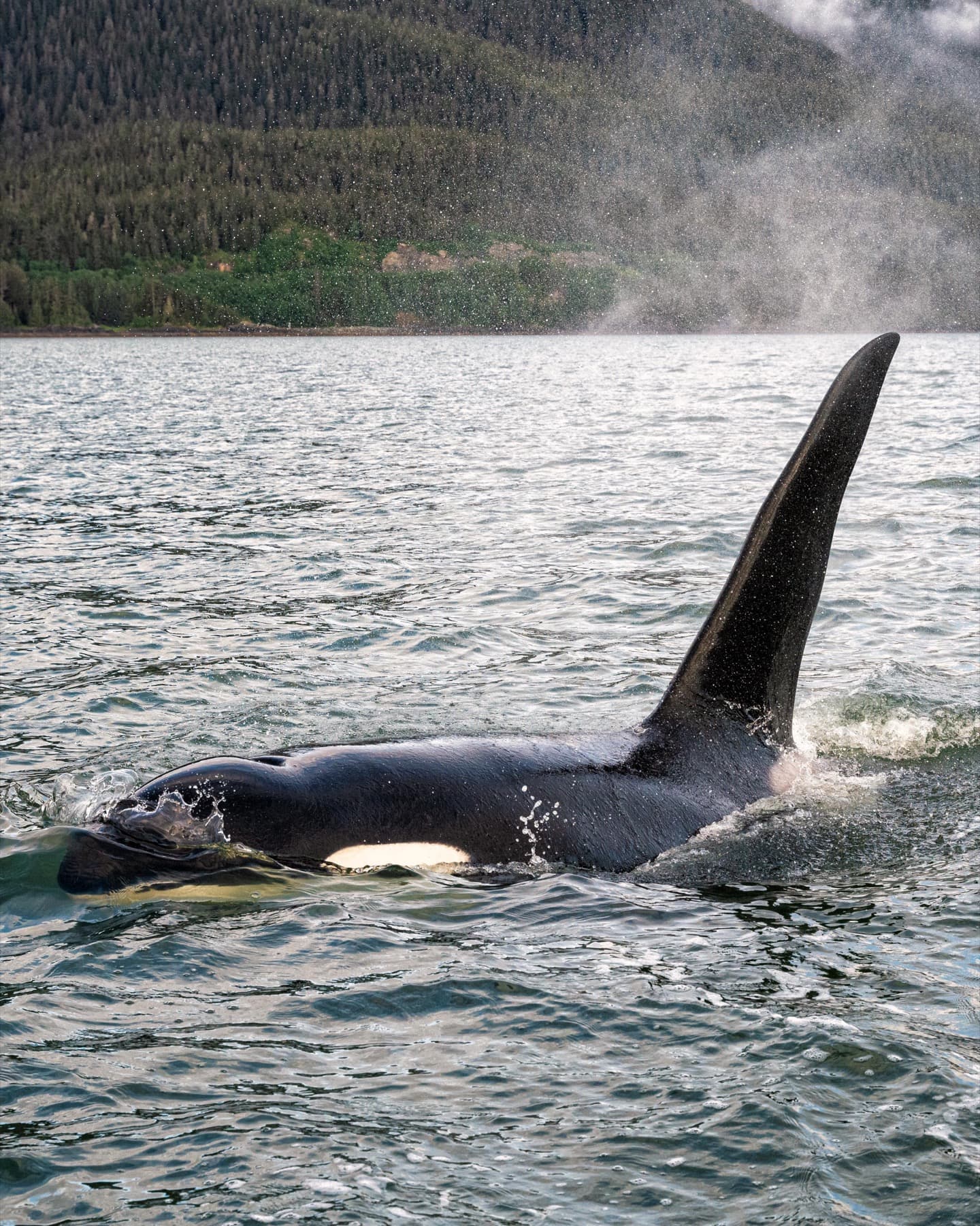 NKelley Whale Day Photo #4.JPG