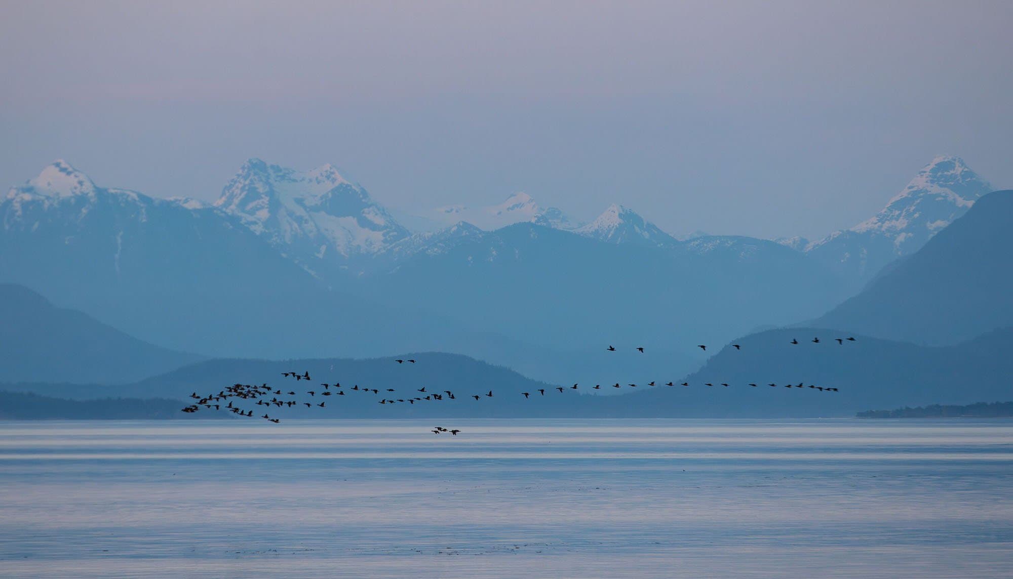 geese in flight against a purple sky