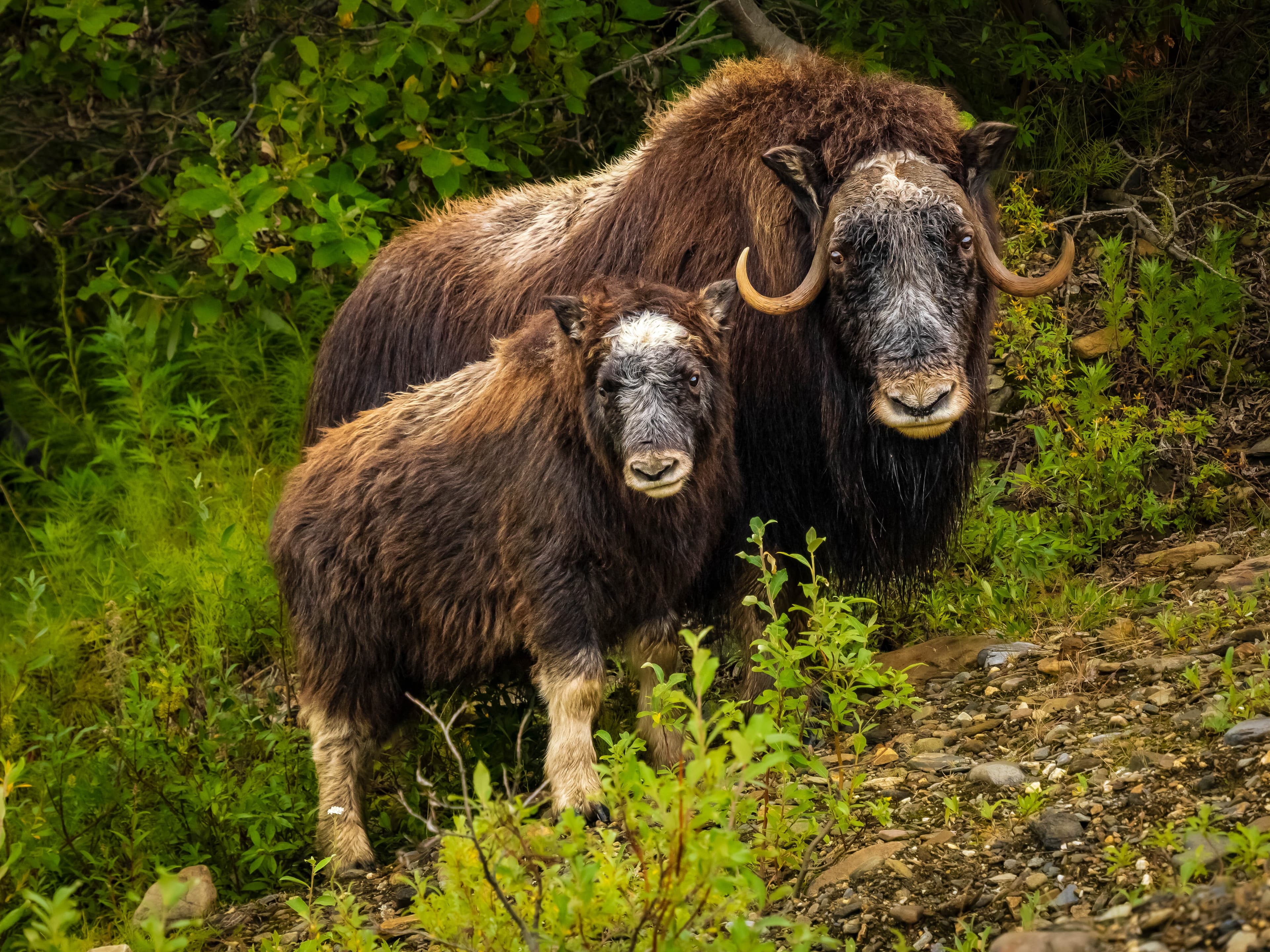 Large RGB-LEX-US Alaska Nome AK22-10024.jpg