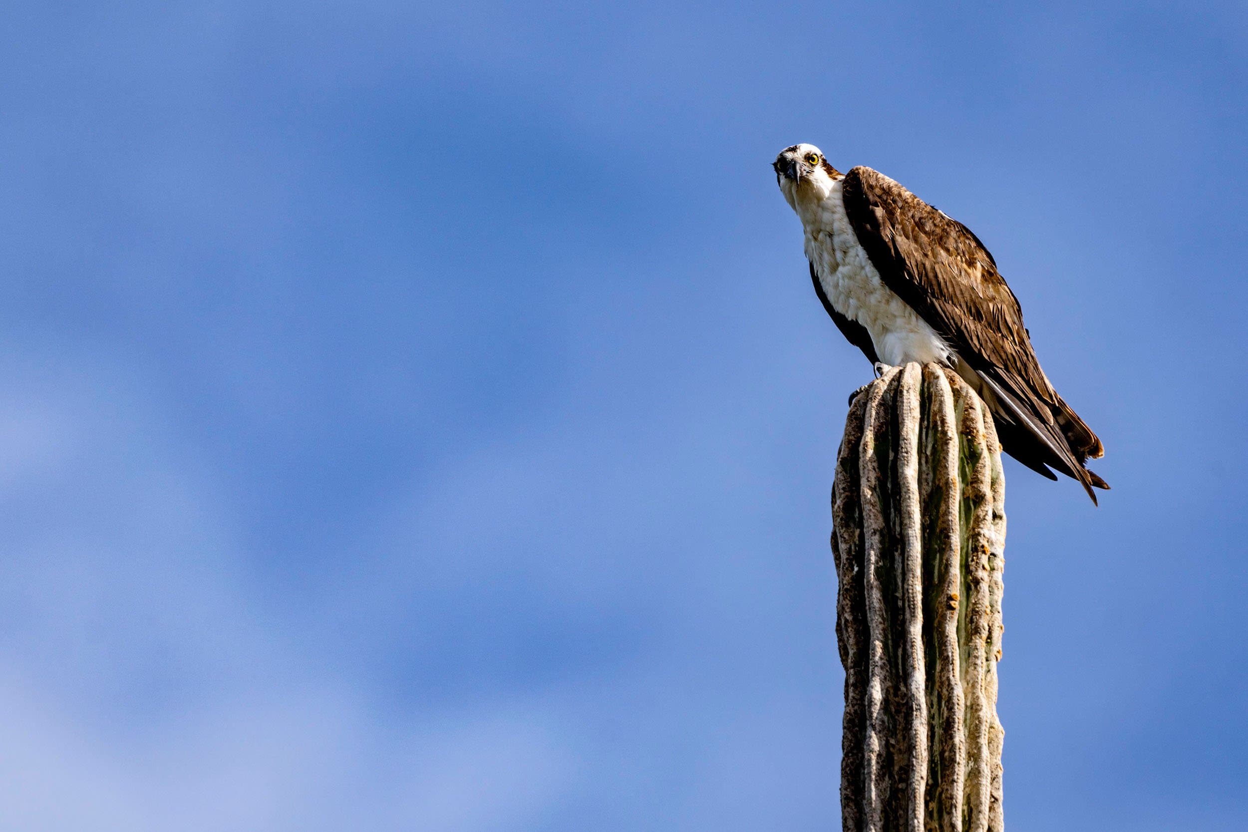 osprey on a cactus