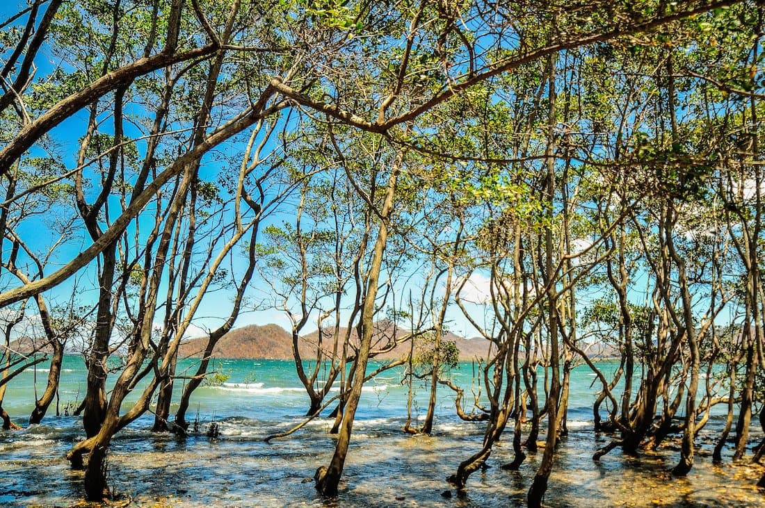 Guanacaste Mangroves.jpg