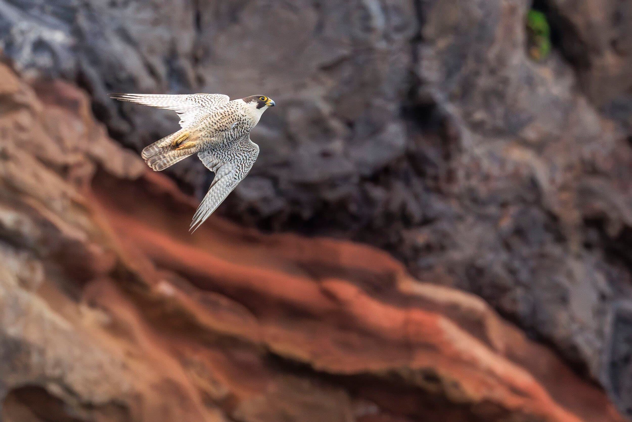 peregrine falcon