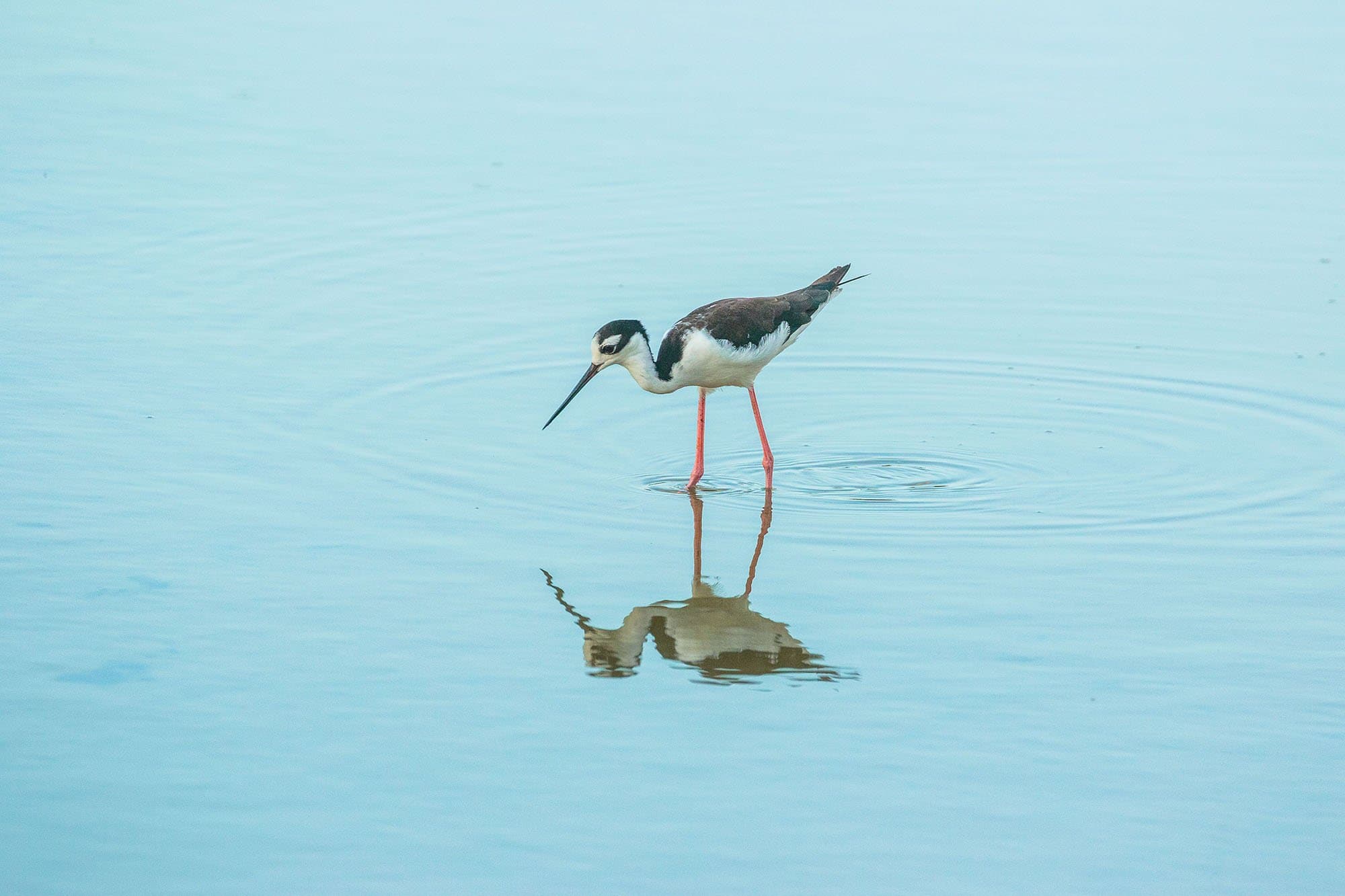 black and white bird reflected in water