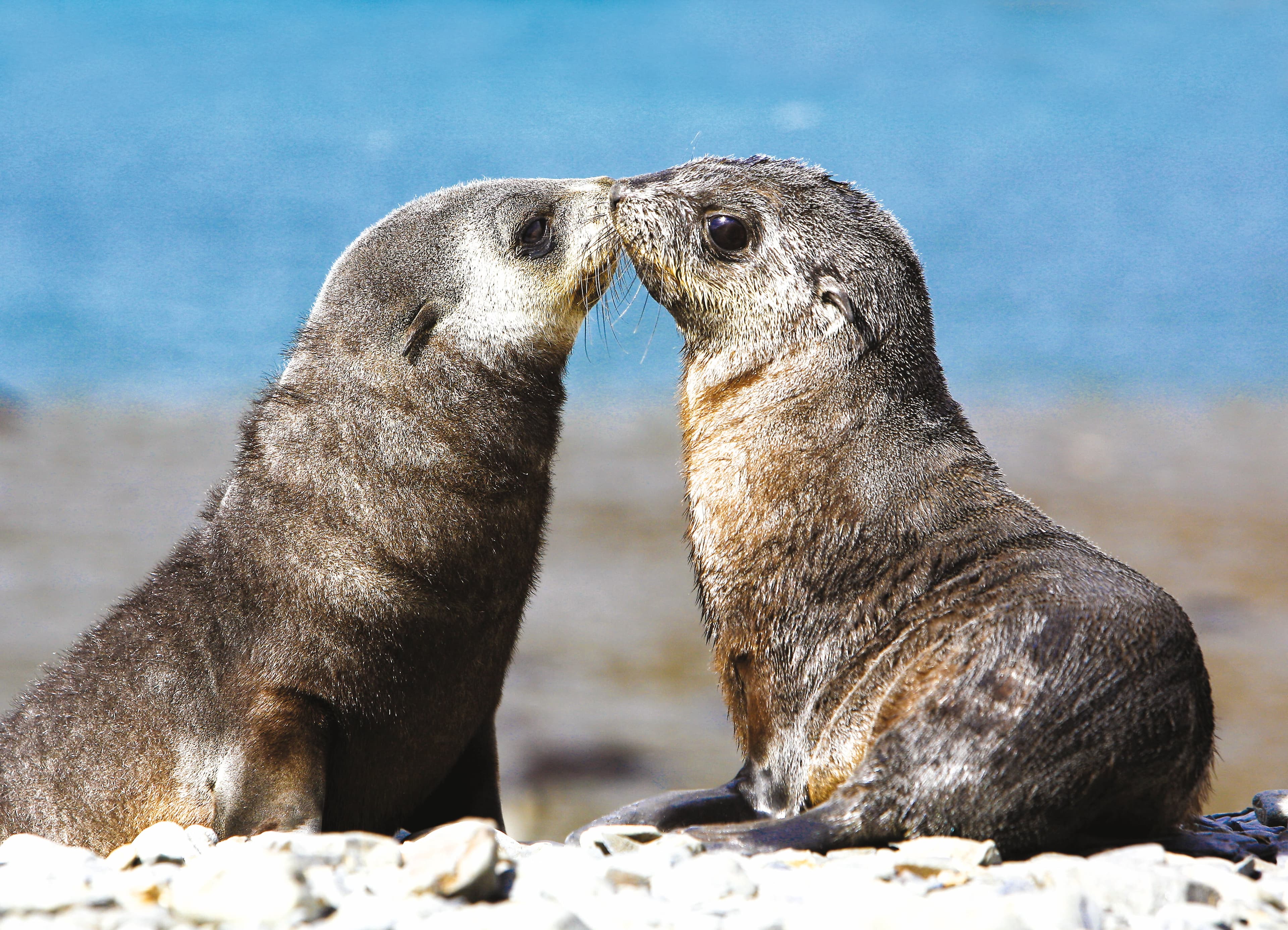 Antarctic Fur Seal pups playing at Stromness Whaling Station on the island of South Georgia, southern Atlantic Ocean.