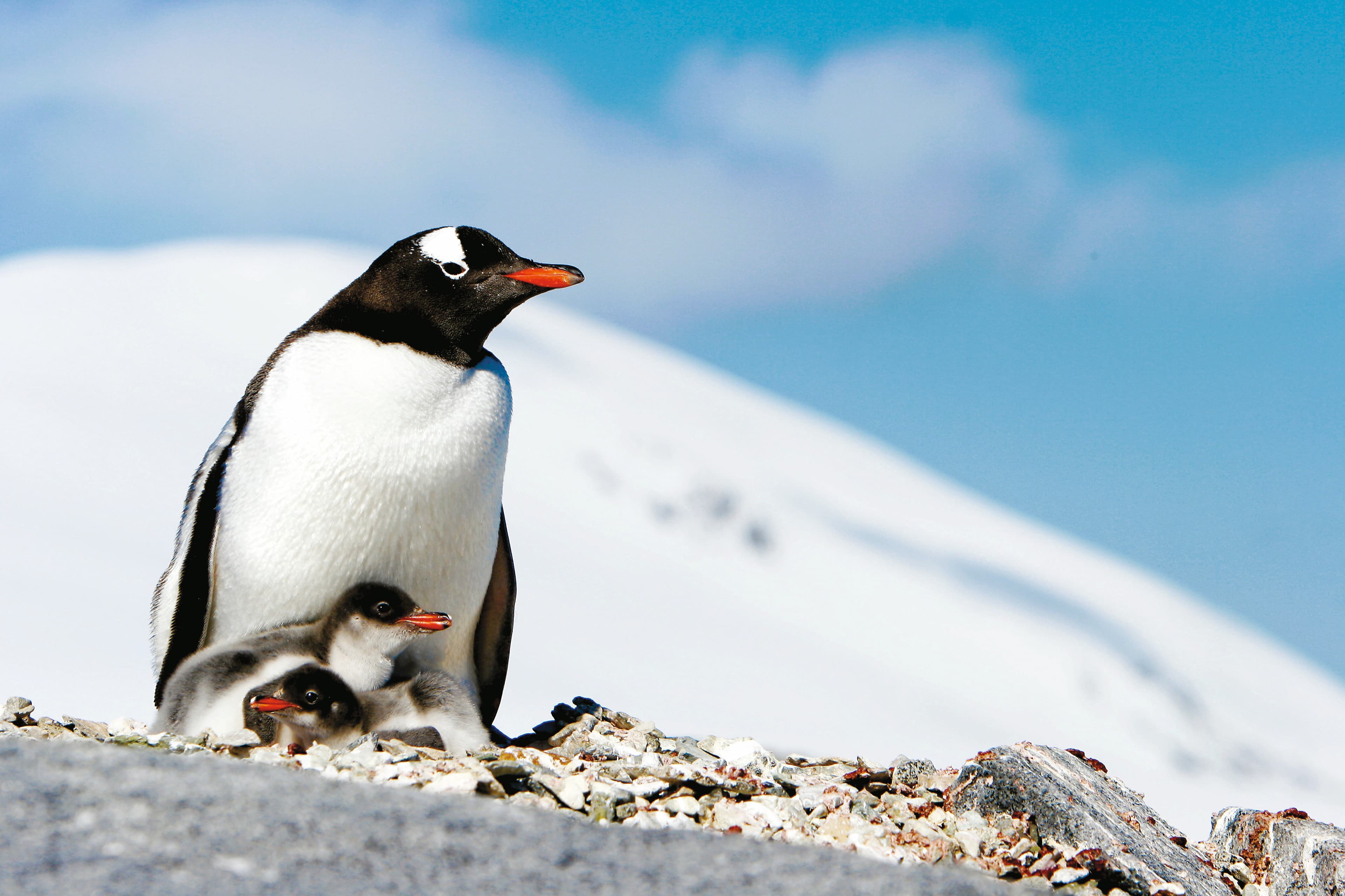 Large RGB-LEX-Antarctica Pleneau Island AA315