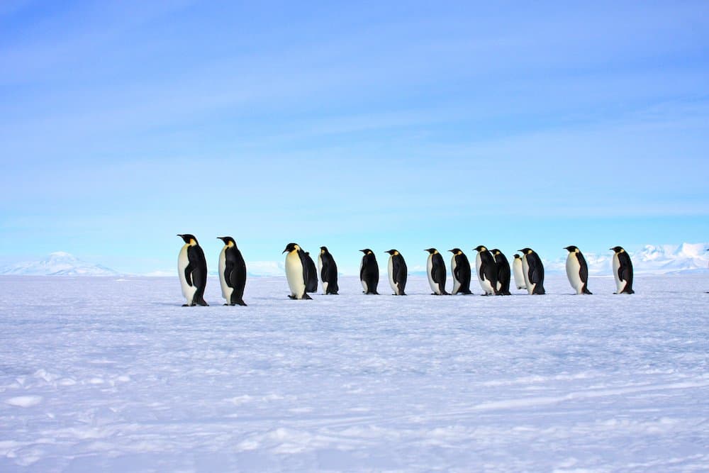 Penguins on the Ross Sea.jpg