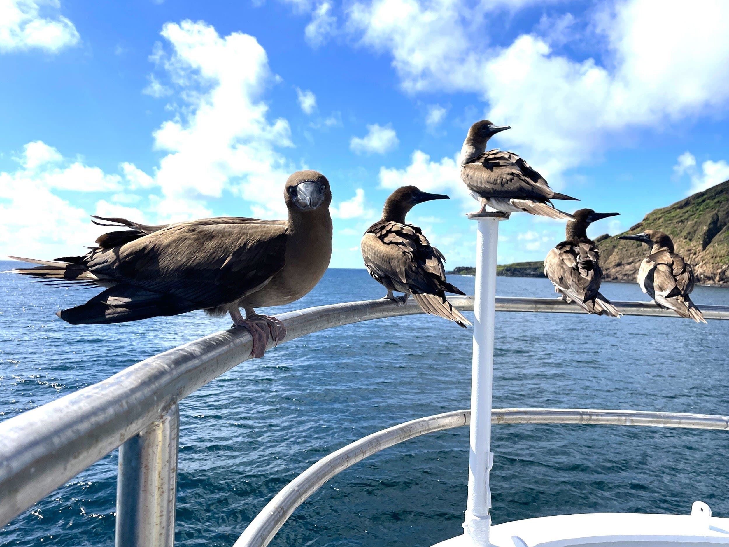 four red-footed boobies sitting on the deck of a ship