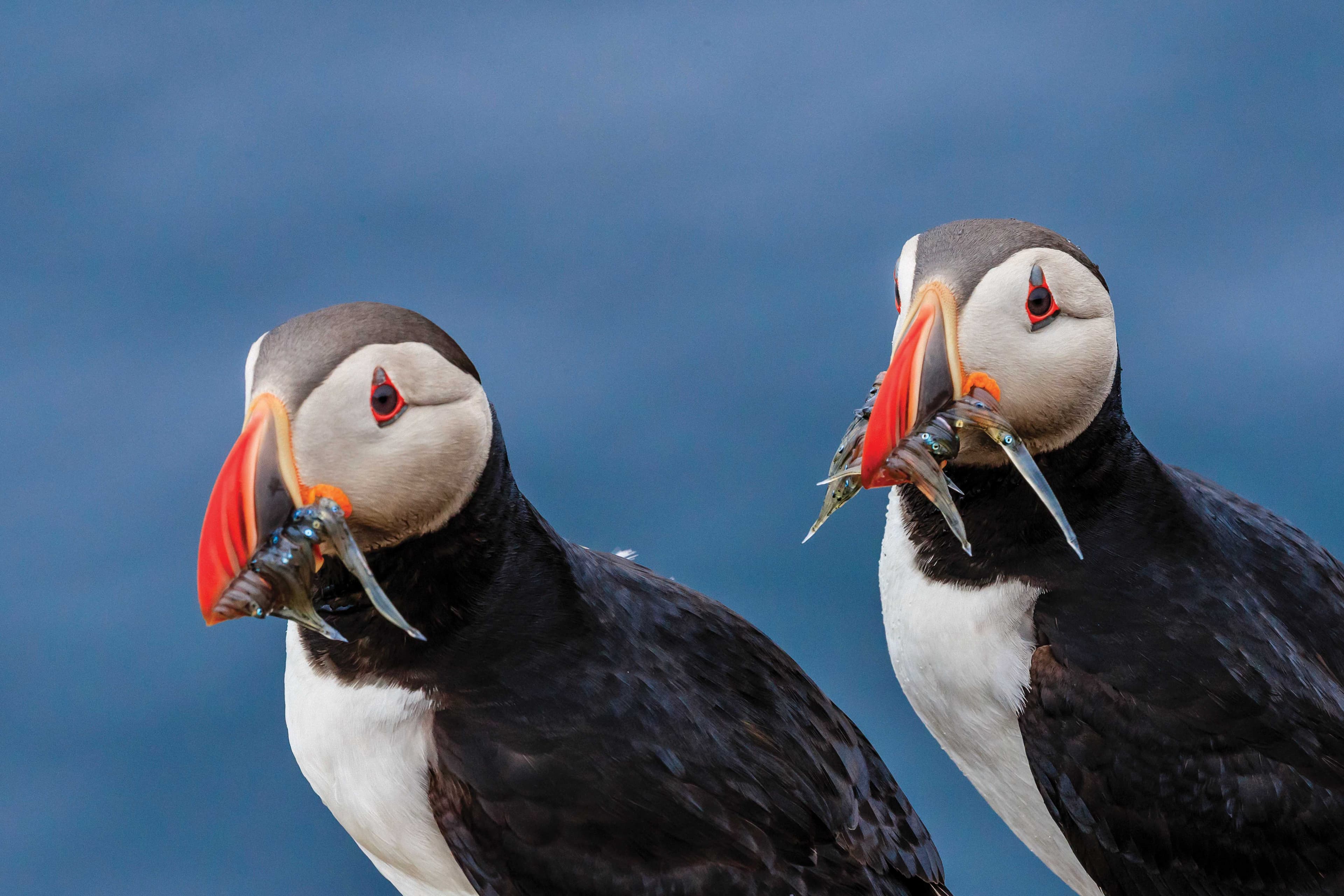 Atlantic Puffins_Ralph Hopkins_Iceland131.jpg