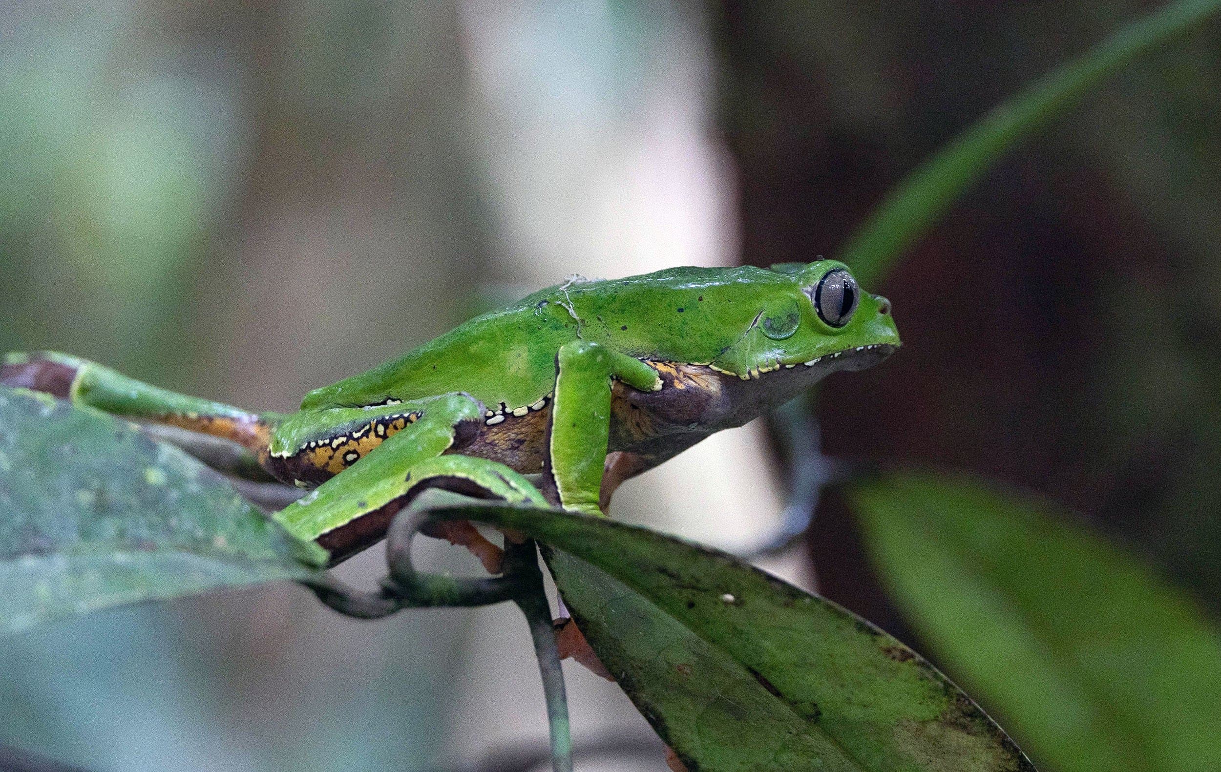 a green frog on a tree branch