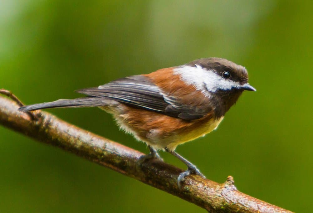 Hero Image PNW Birds Chestnut Backed Chickadee.jpg