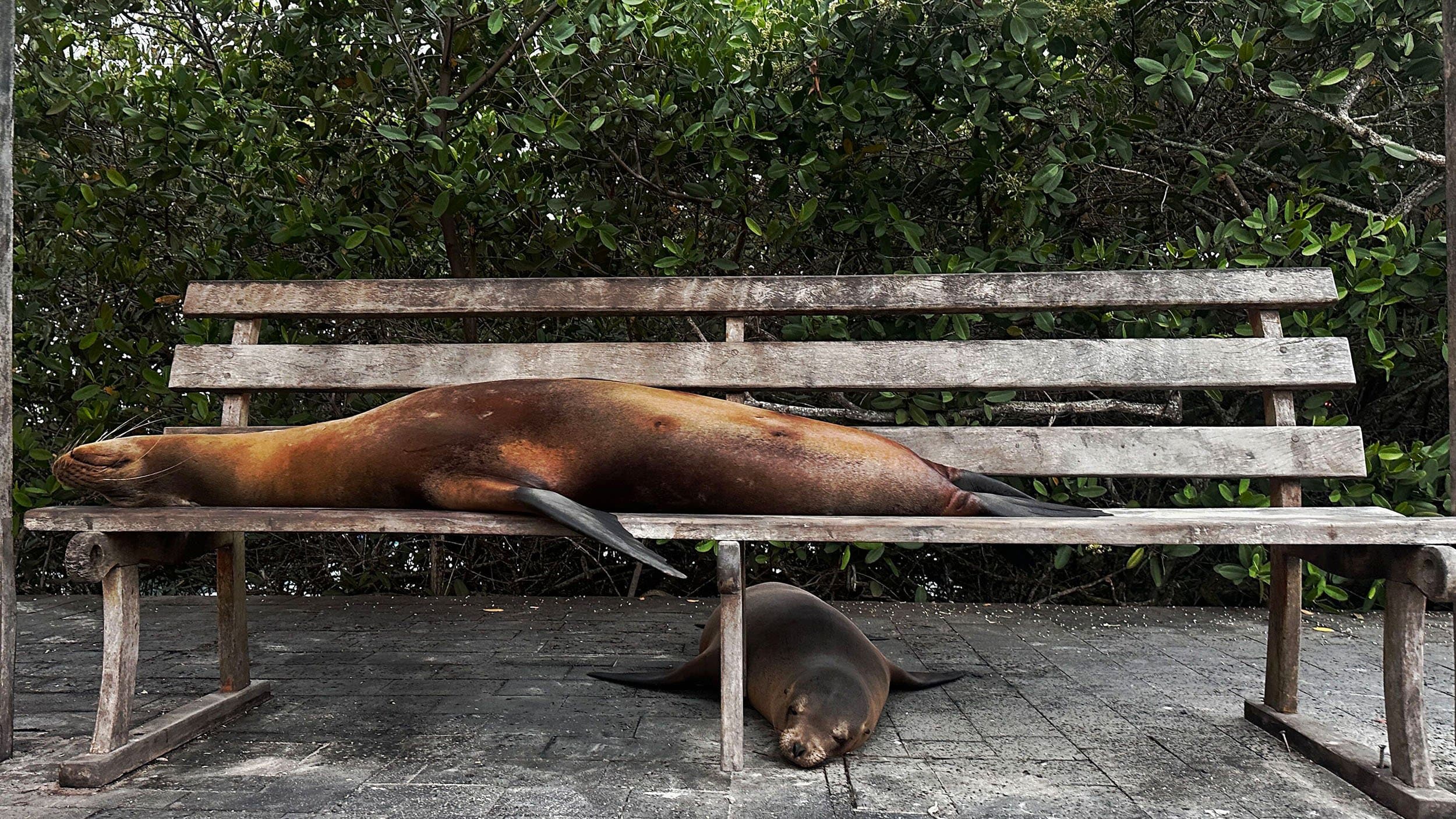 sea lions napping on a bench