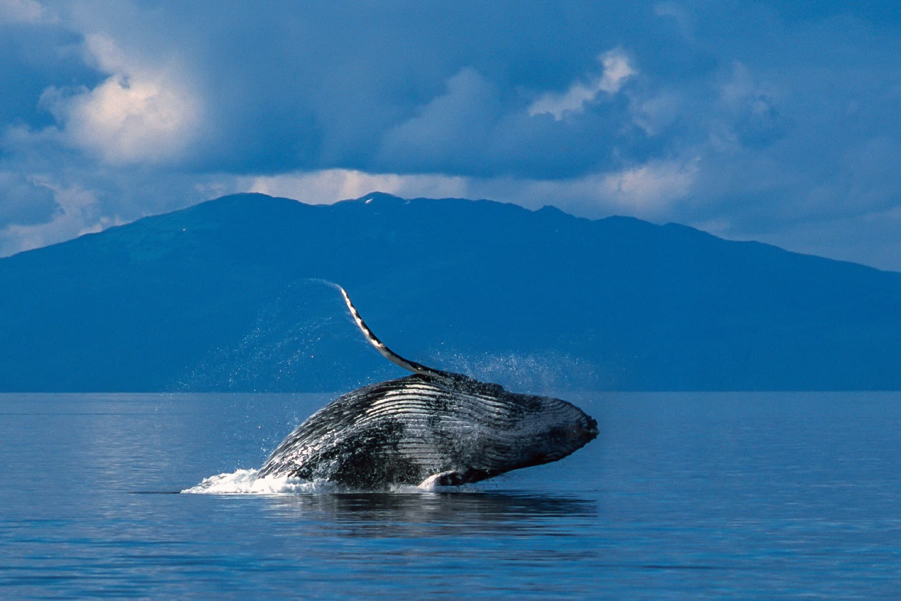 Hero Image Breaching Whale Alaska.jpg