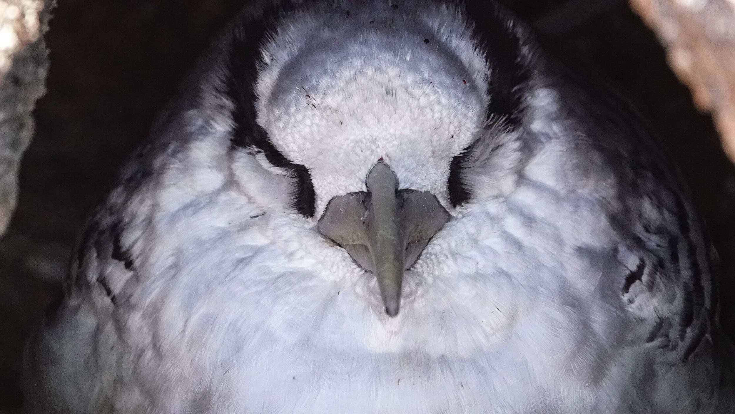 red-billed tropicbird