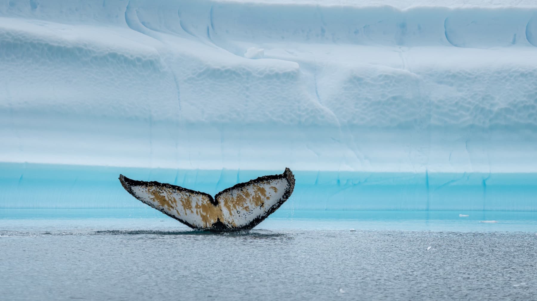 NKelley Whale Day Photo #3.jpg