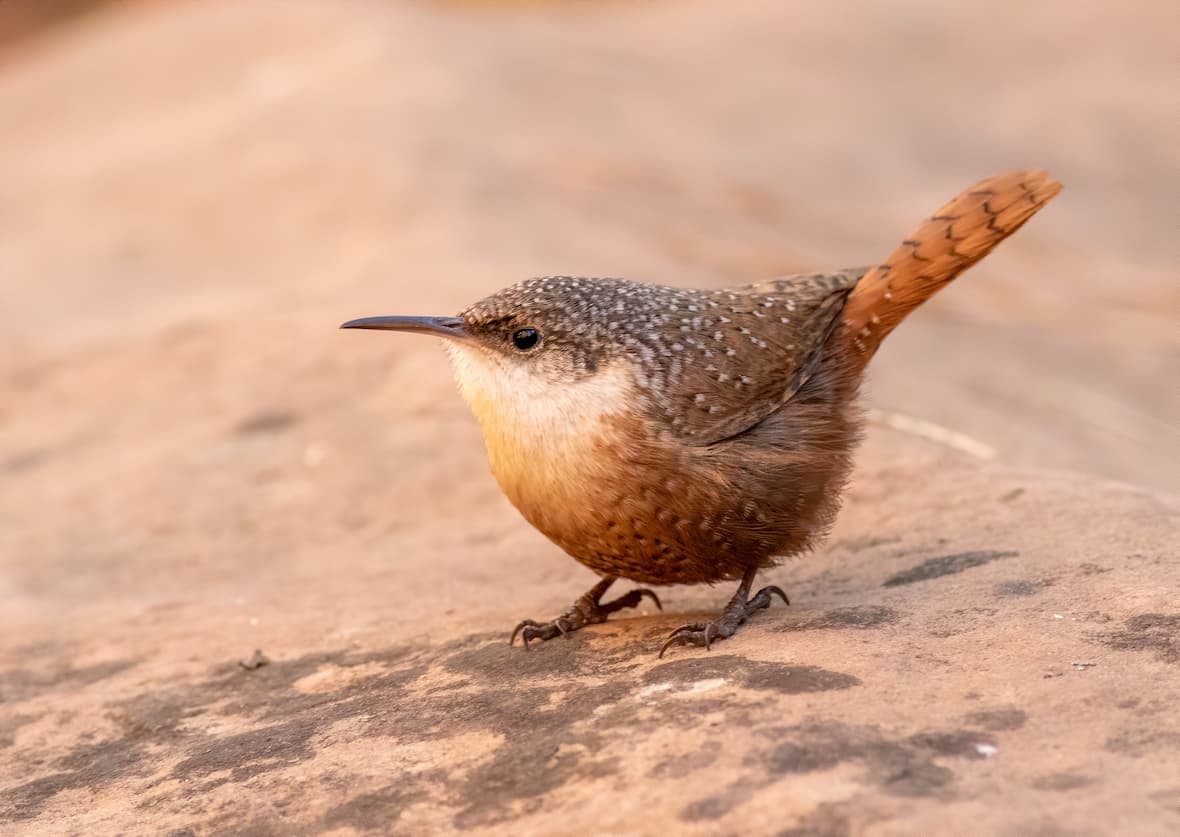 PNW Birds Canyon Wren.jpg