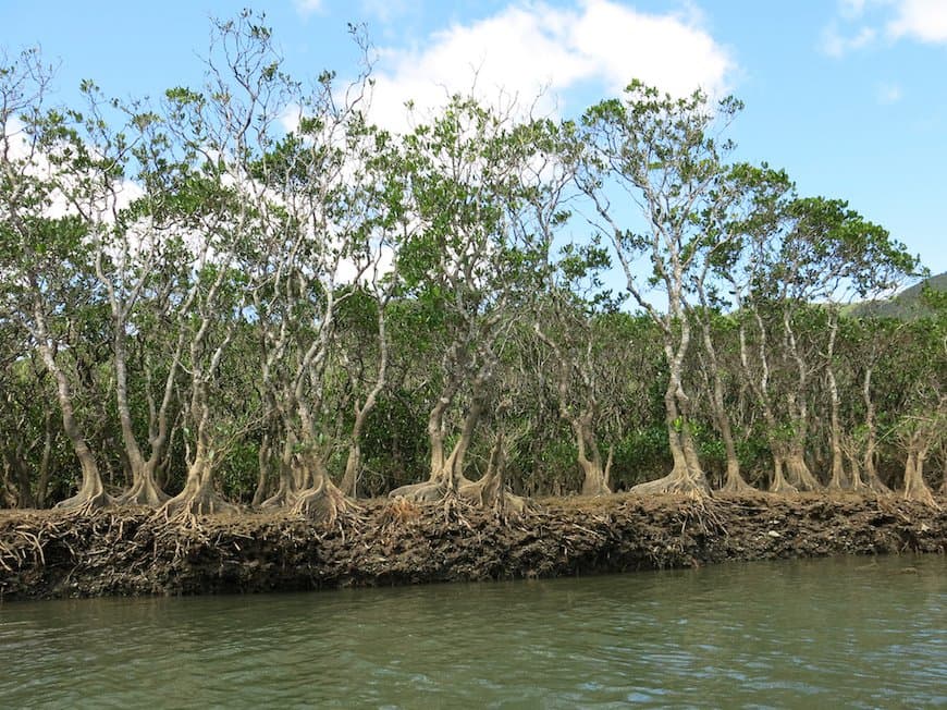 Japan Mangroves.jpg