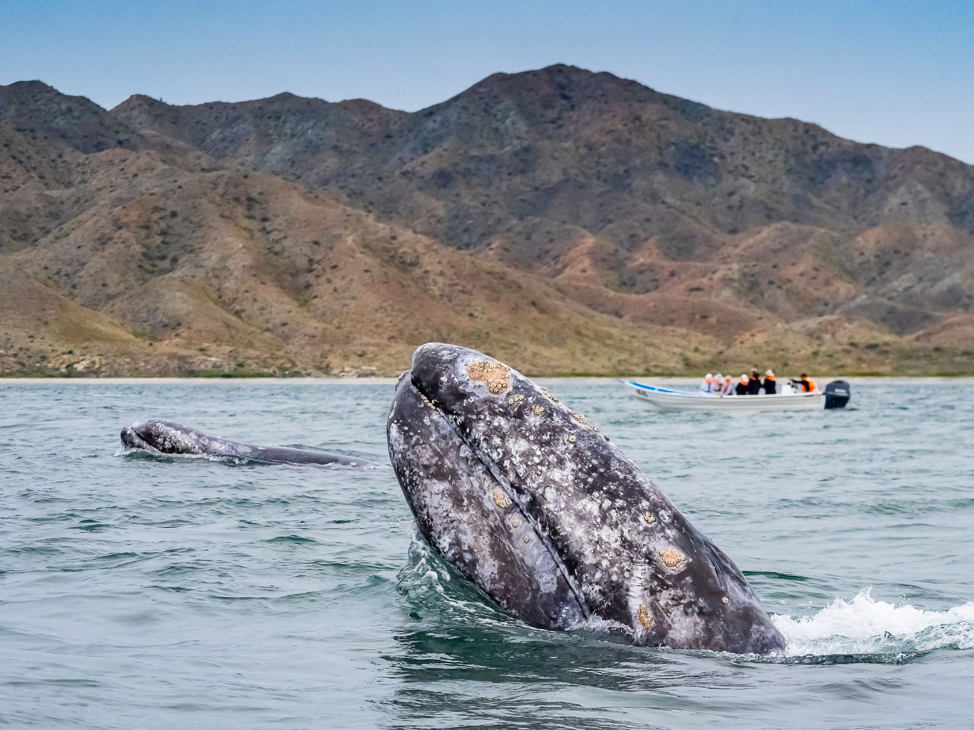 Large RGB-LEX-Mexico Baja California Sur RLH-BAJA20-23206.jpg