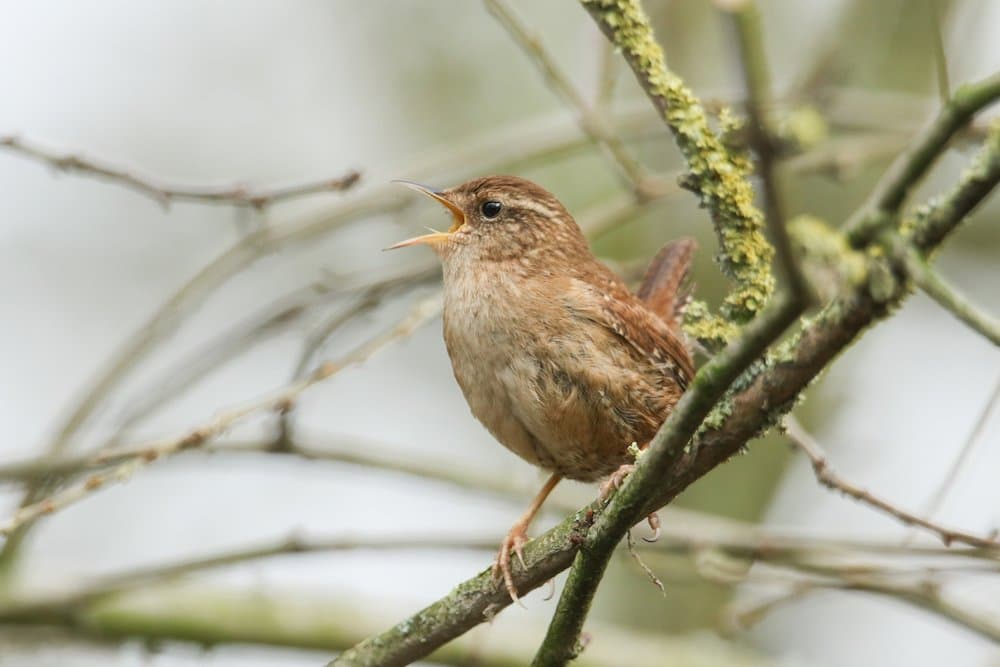 PNW Birds Pacific Wren.jpg