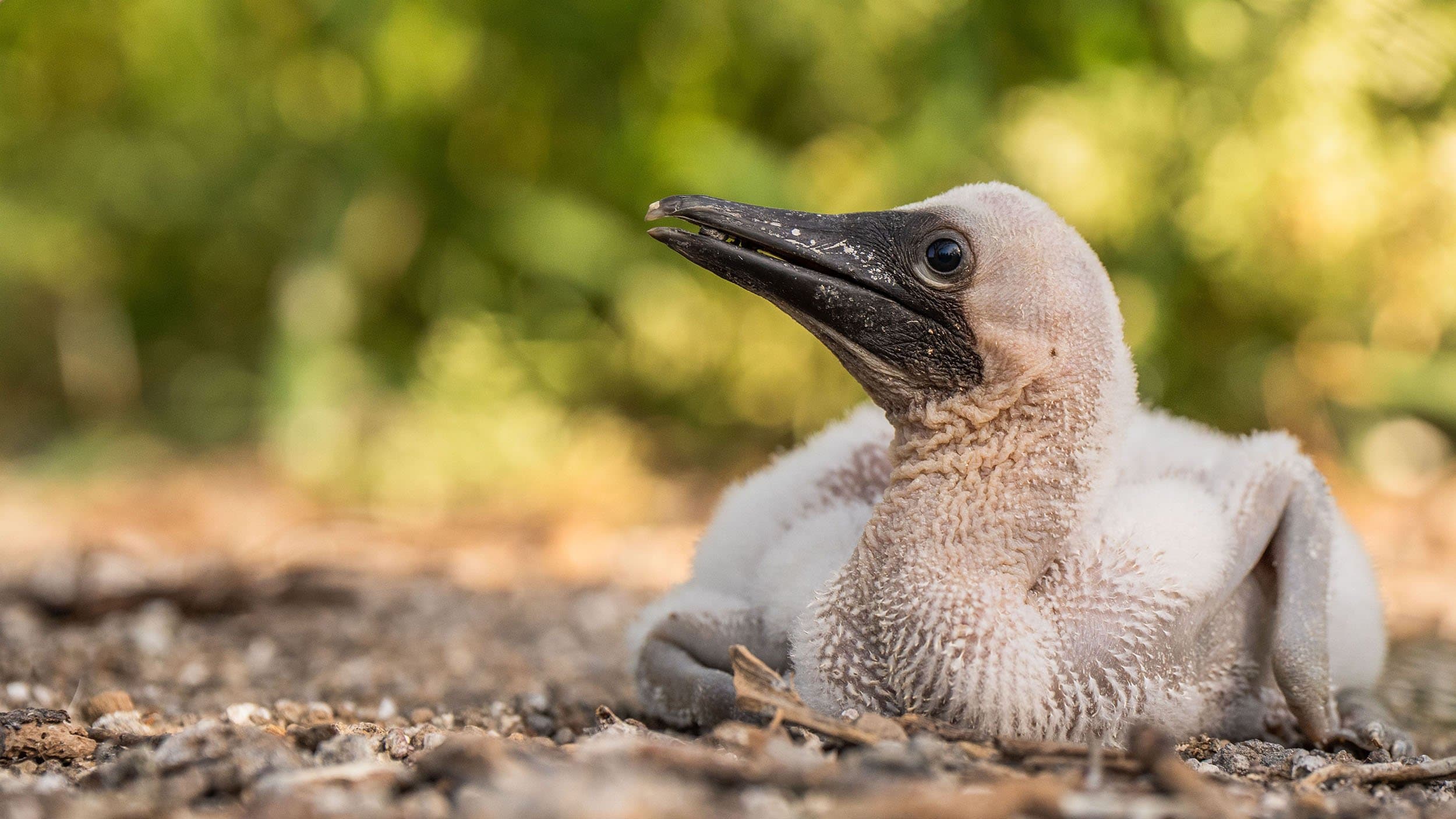 baby nazca booby